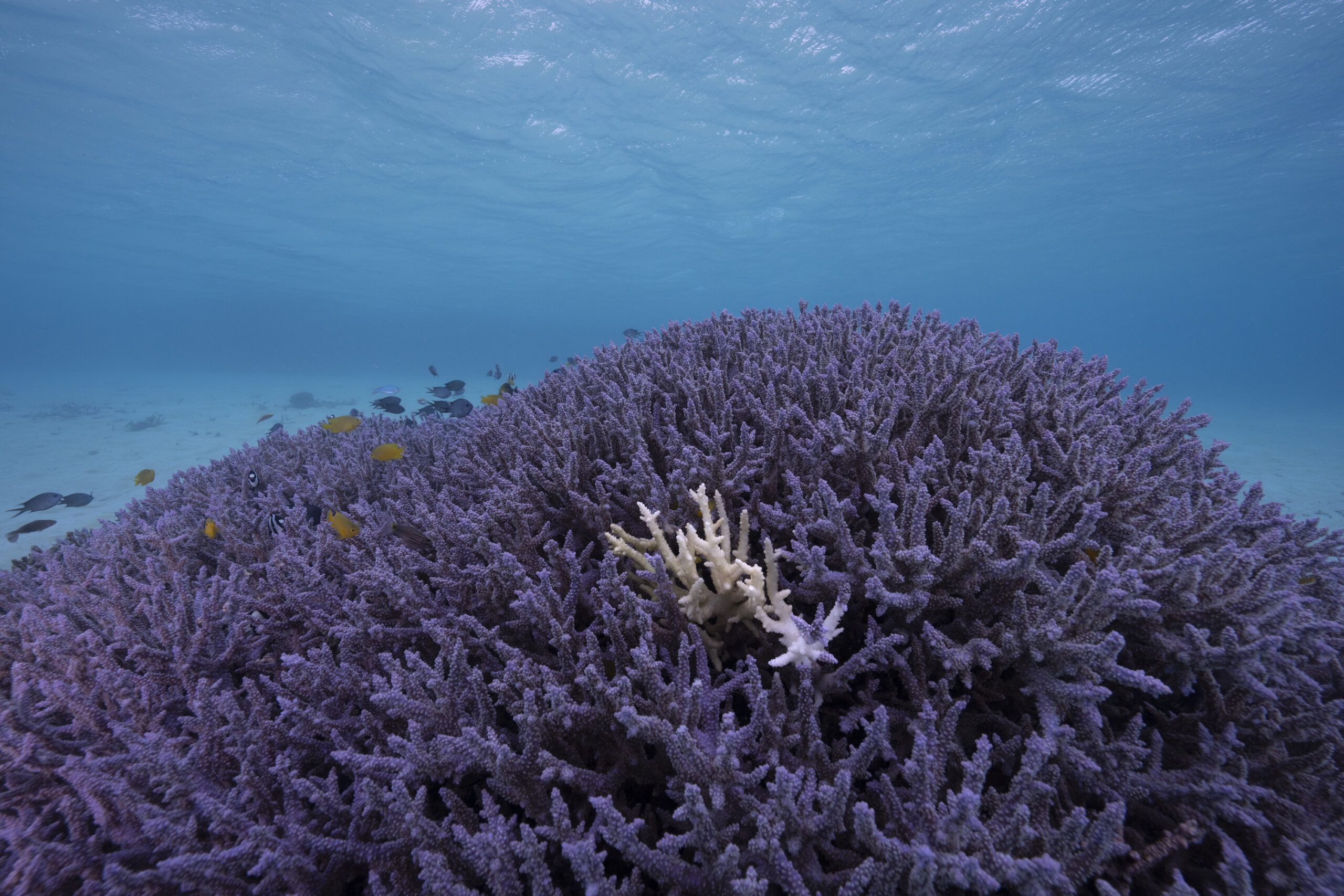 ‘Wake-up call to humanity’: research shows the Great Barrier Reef is the hottest it’s been in 400 years