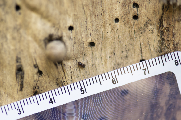 Unprecedented biosecurity response hopes to tackle wood-boring beetle outbreak