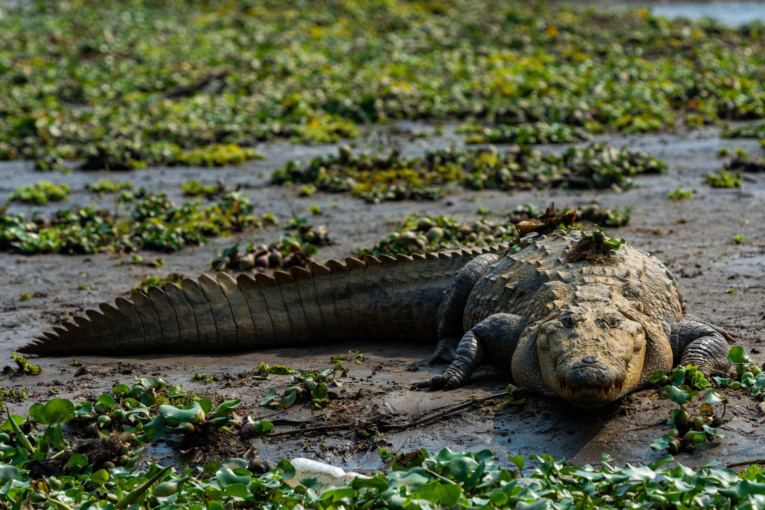 Image for article: How crocodile feeding is increasing fatalities