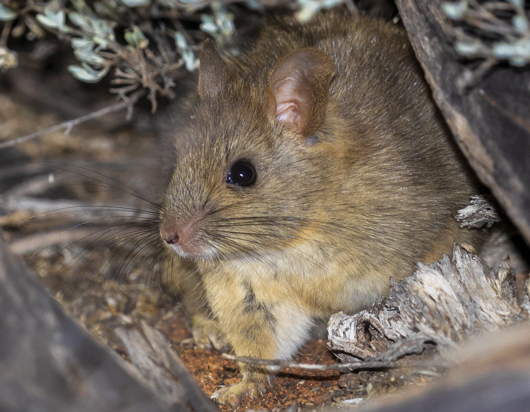 Native rodent benefiting from invasive weed