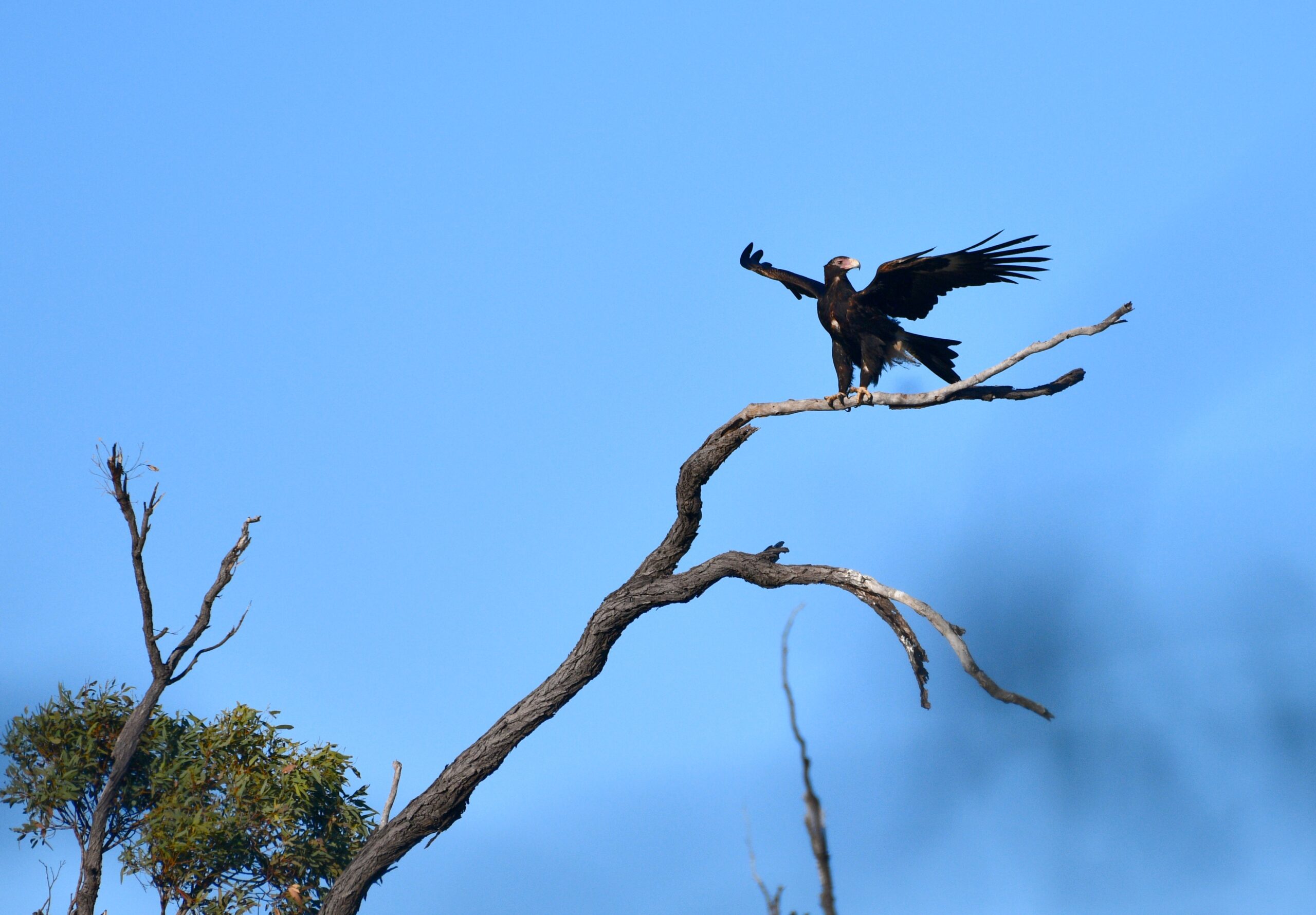 Wedge-tailed wonder