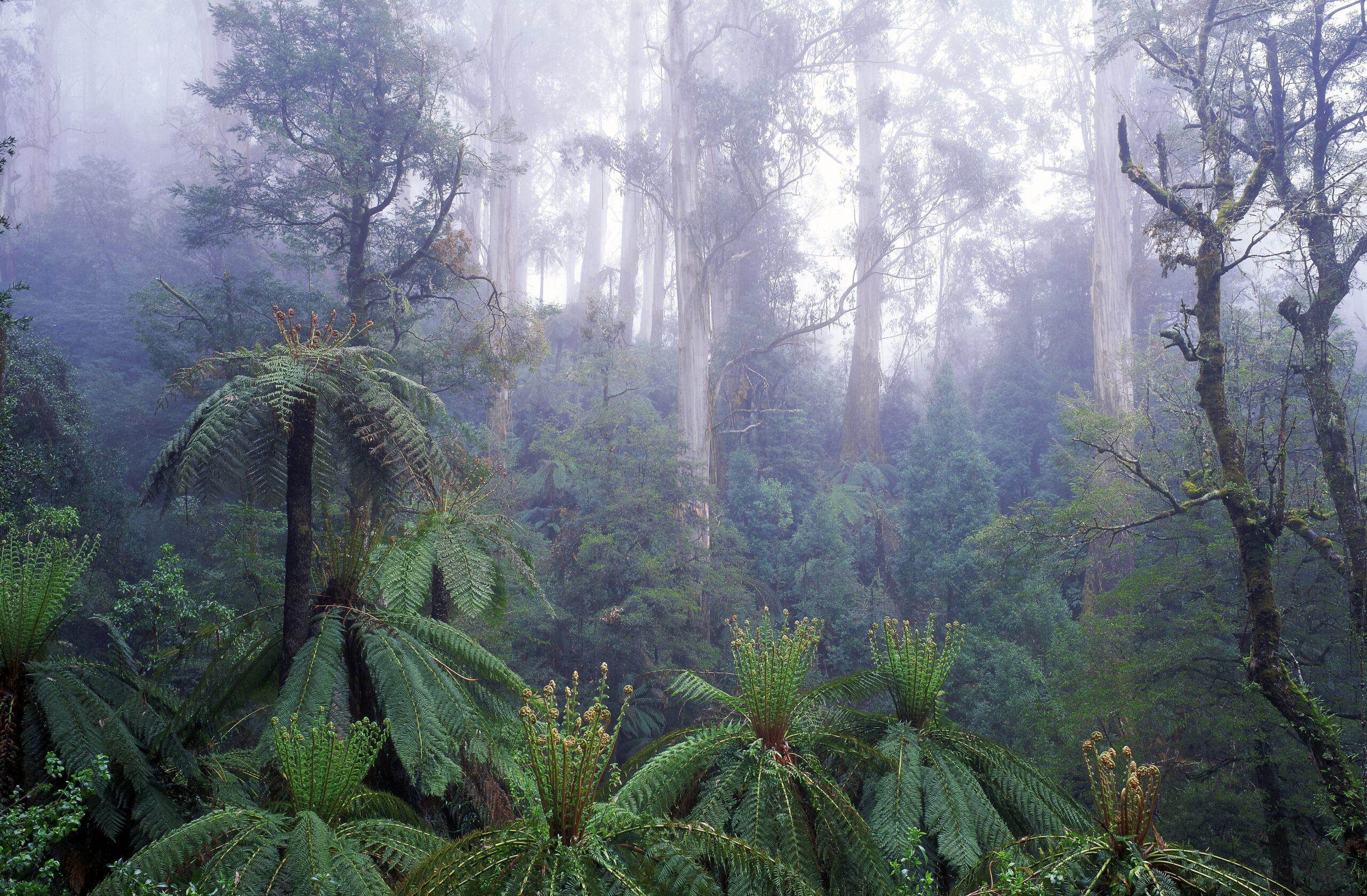 Image for article: Revisiting Gippsland splendour