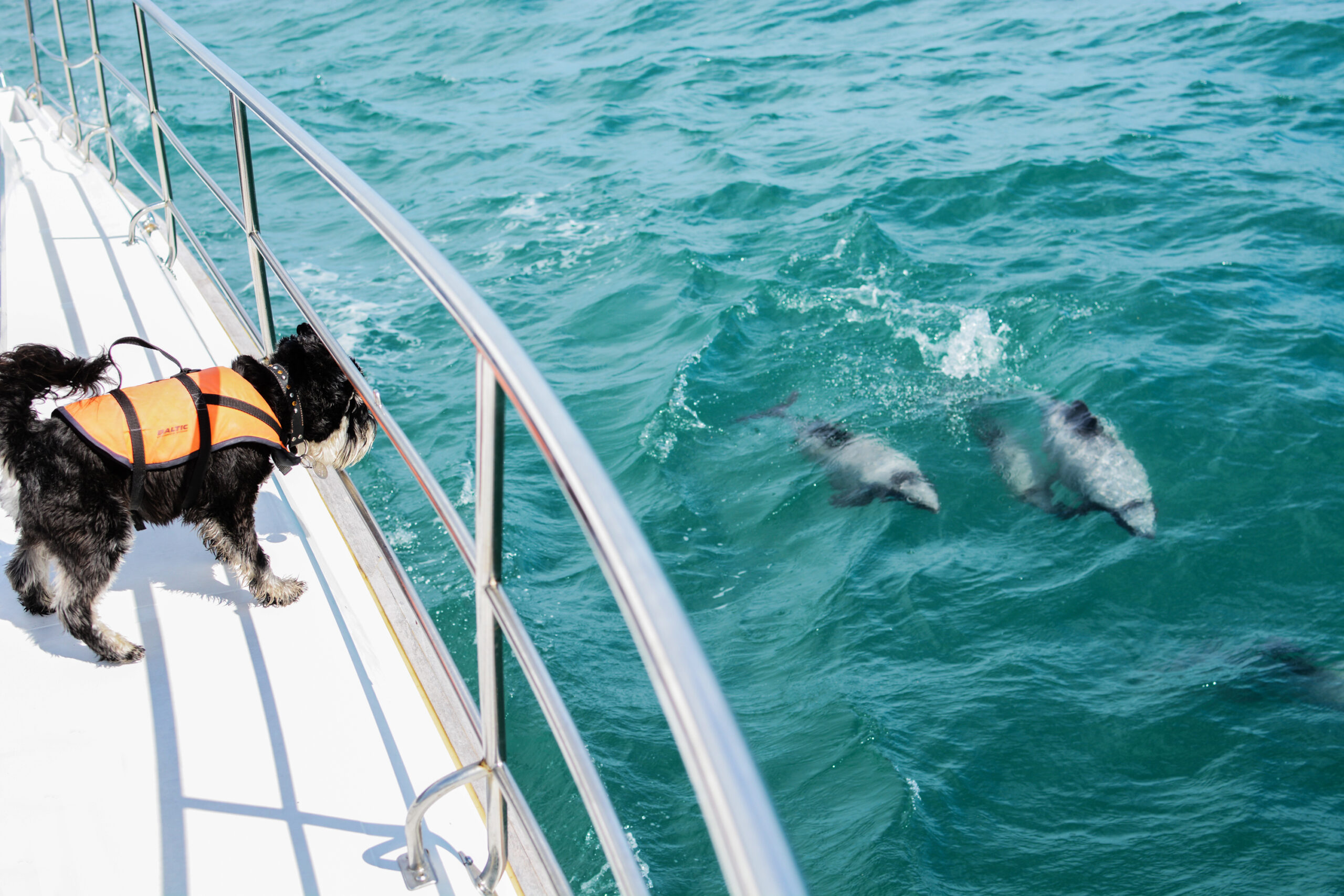 The ocean’s tiniest dolphins and the doggie squad that detects them