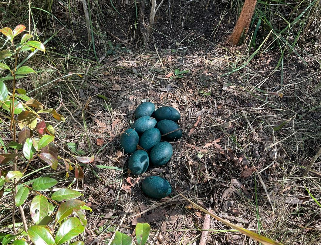 Image for article: Nest of endangered coastal emu found in northern NSW