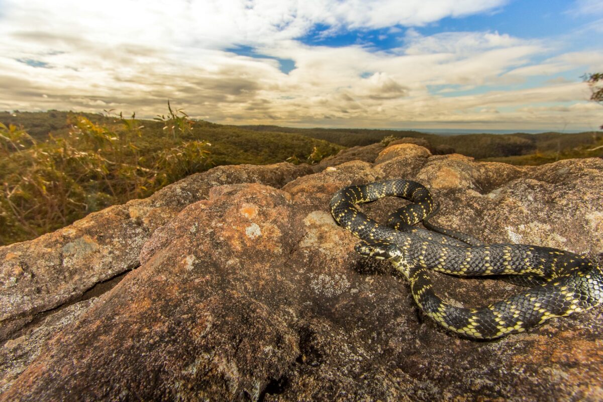 Image for article: Warmer winters are waking snakes from their slumber sooner