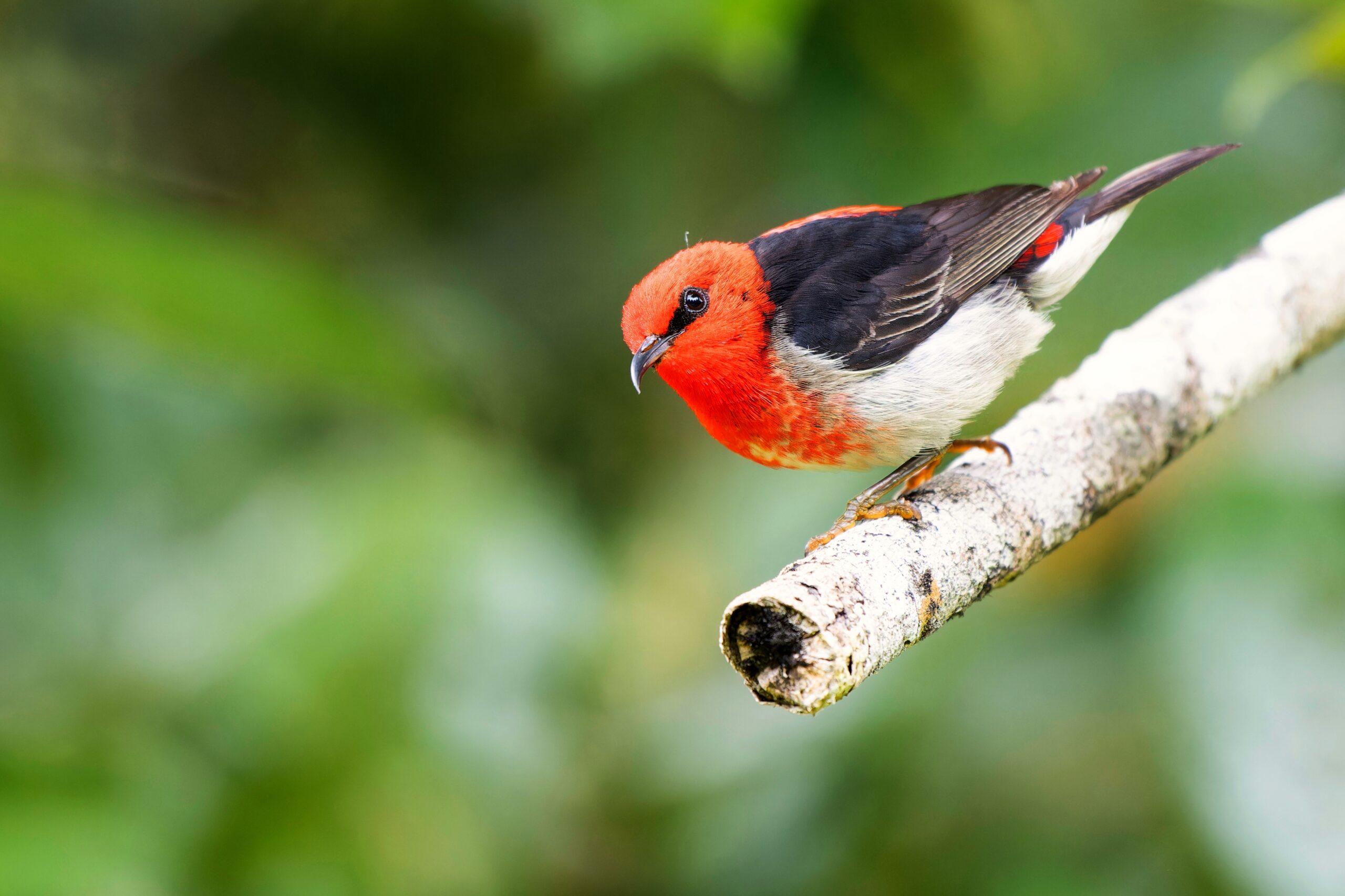 Colour and song most at risk as birdlife declines due to poor urban design