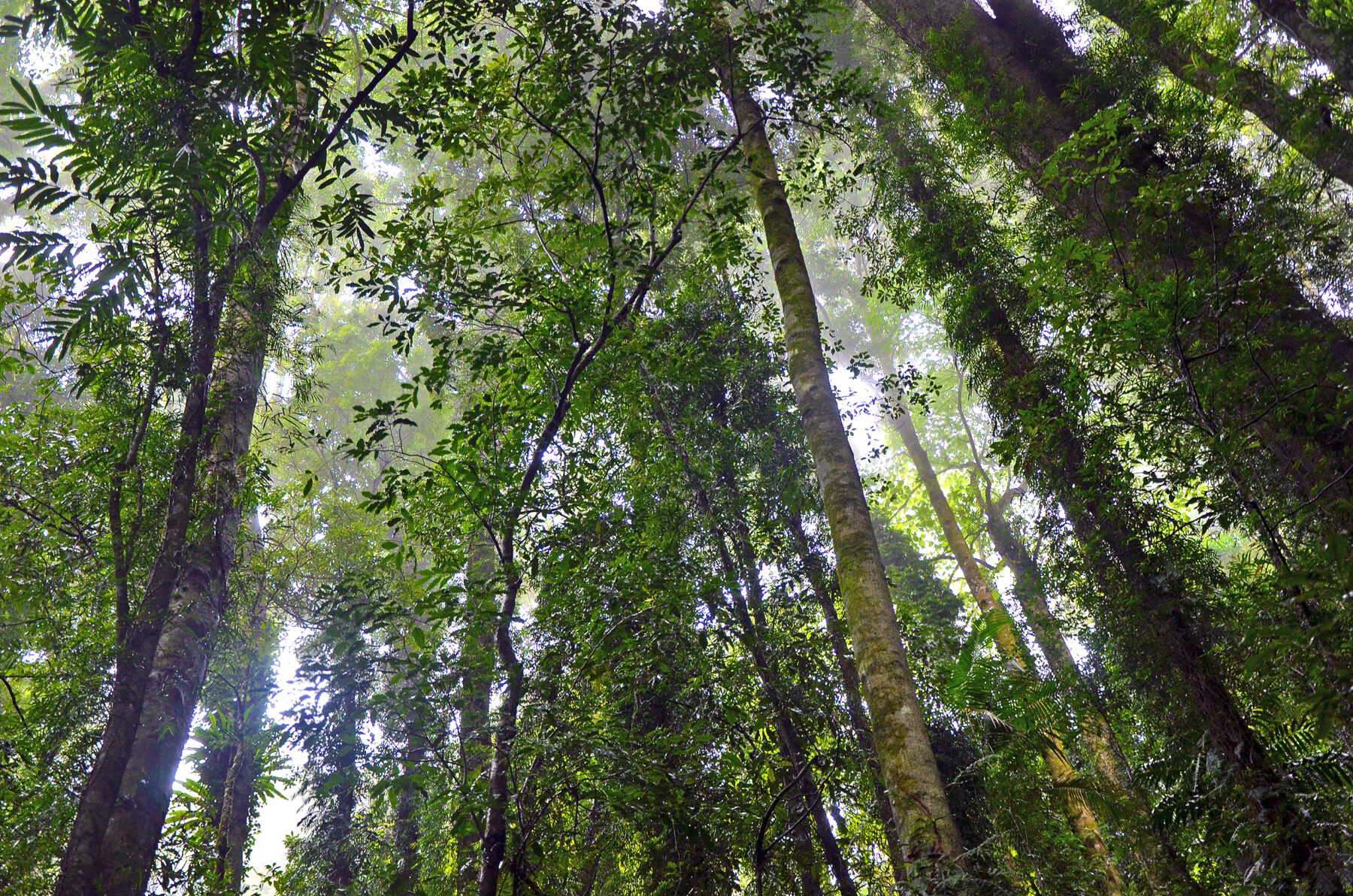 Gondwanaland: the search for a land before (human) time - Australian ...