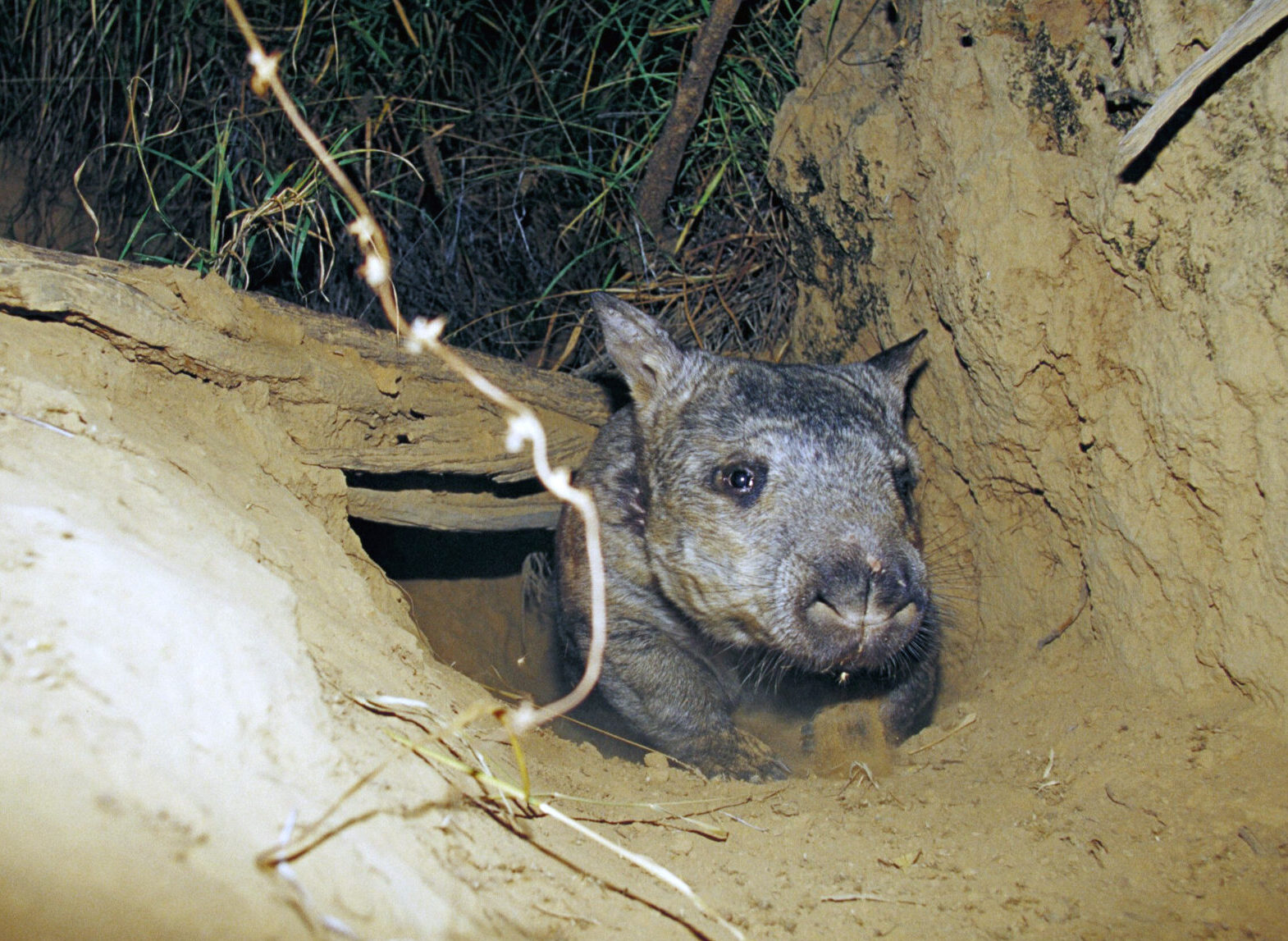 A northern hairy-nosed wombat