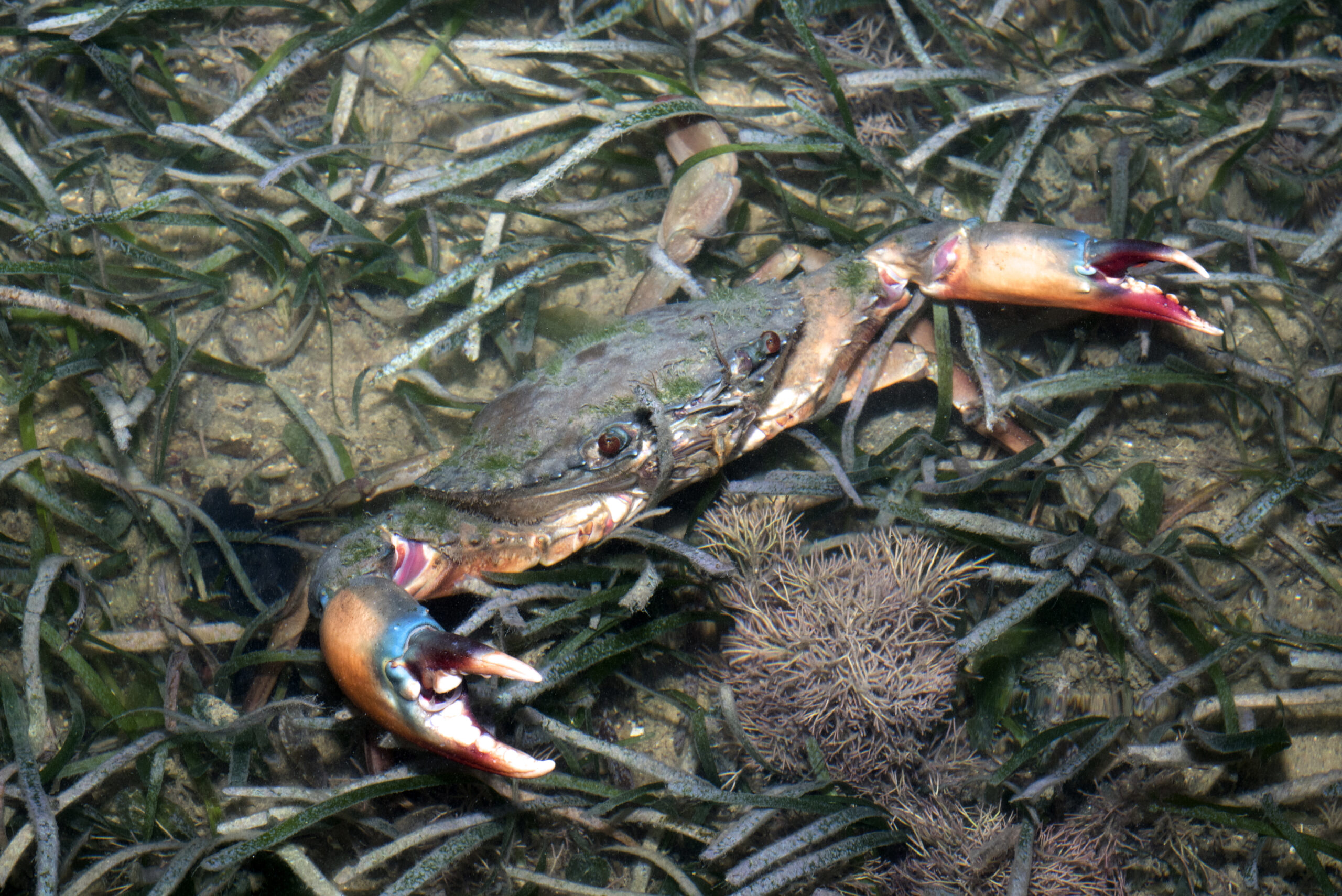 Image for article: March of the mud crabs