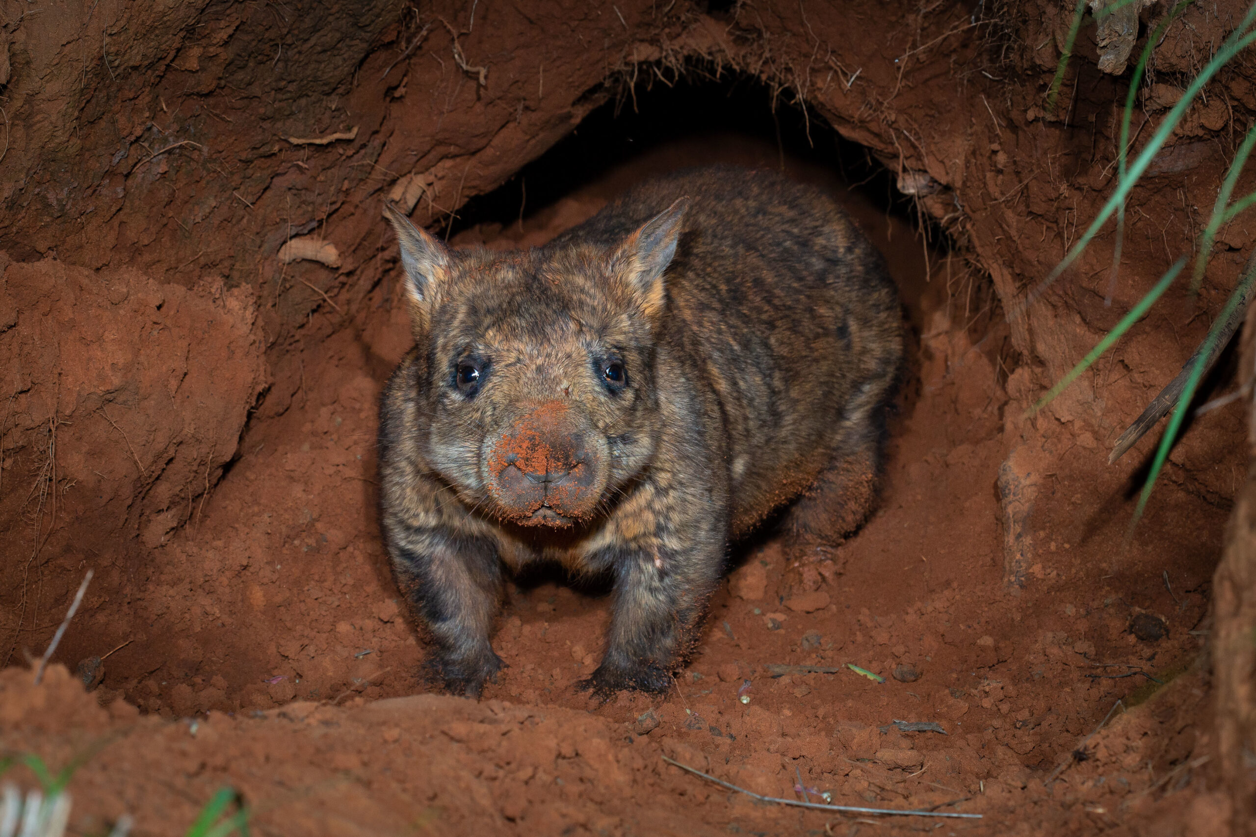 Image for article: Save the northern hairy-nosed wombat