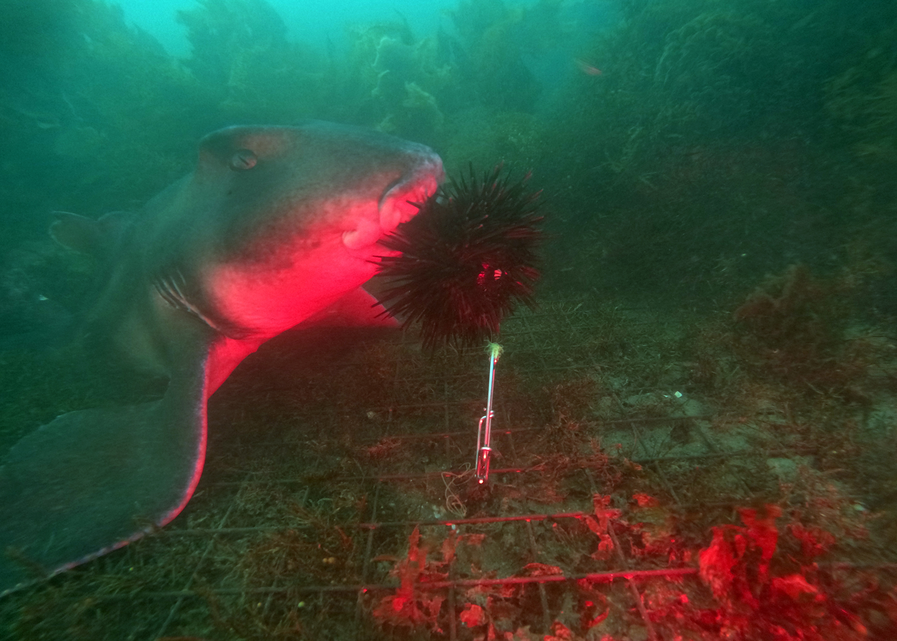 Image for article: Sharks filmed ‘smashing’ sea urchins 