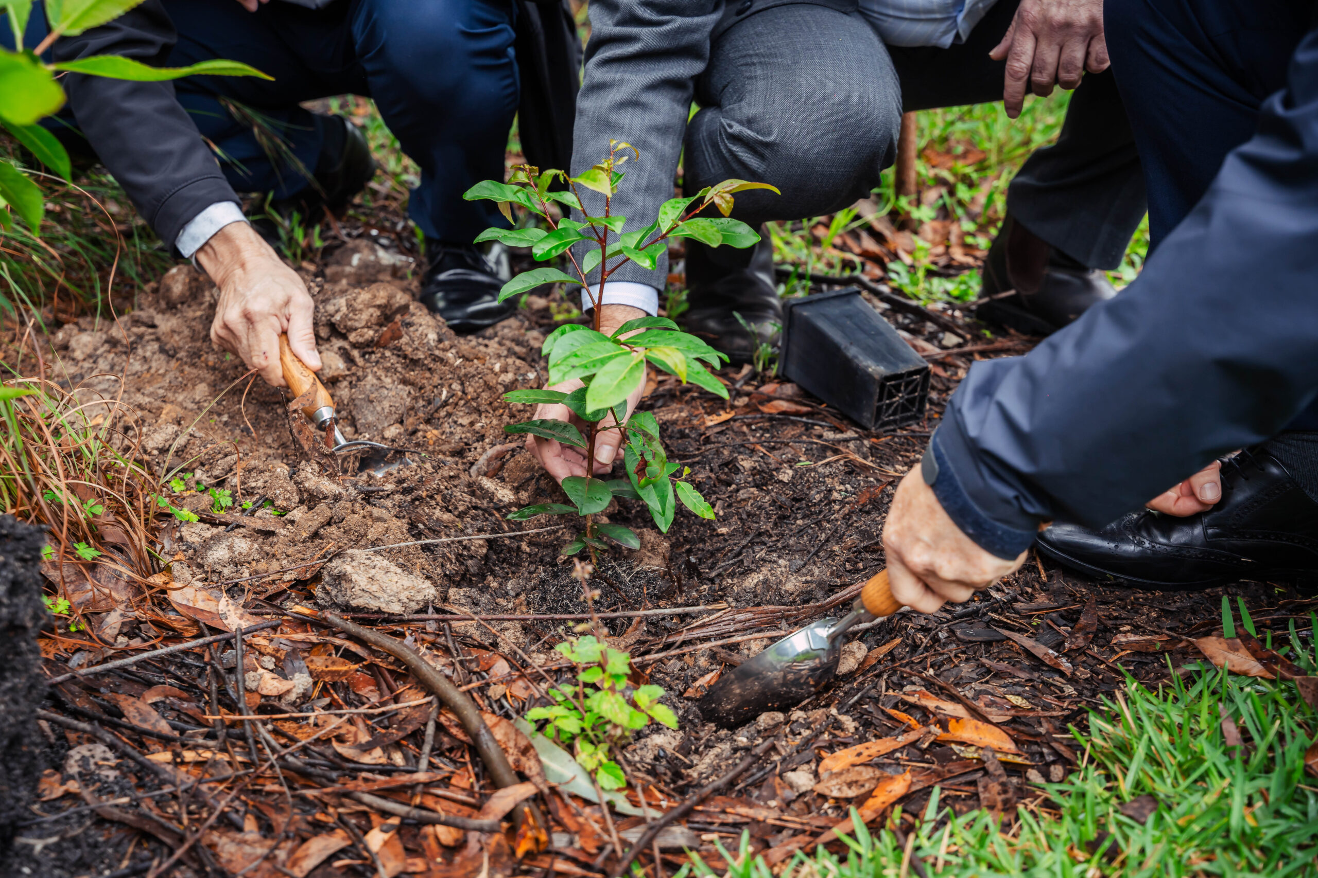 Image for article: One million trees planted, eight million to go