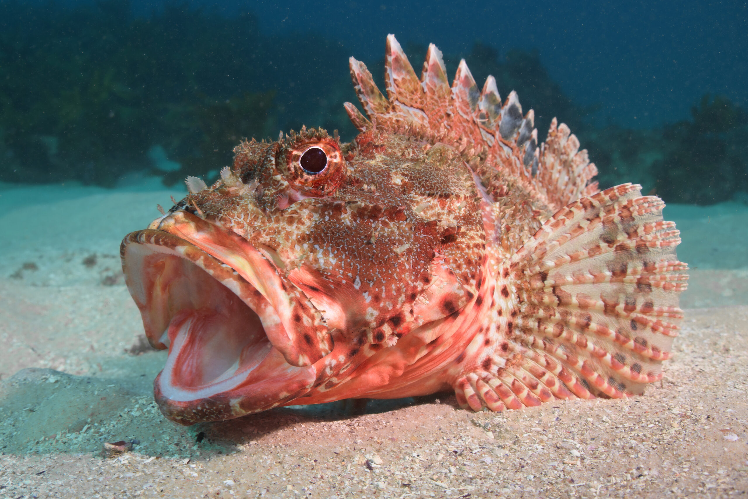 Have you ever seen a fish yawn?