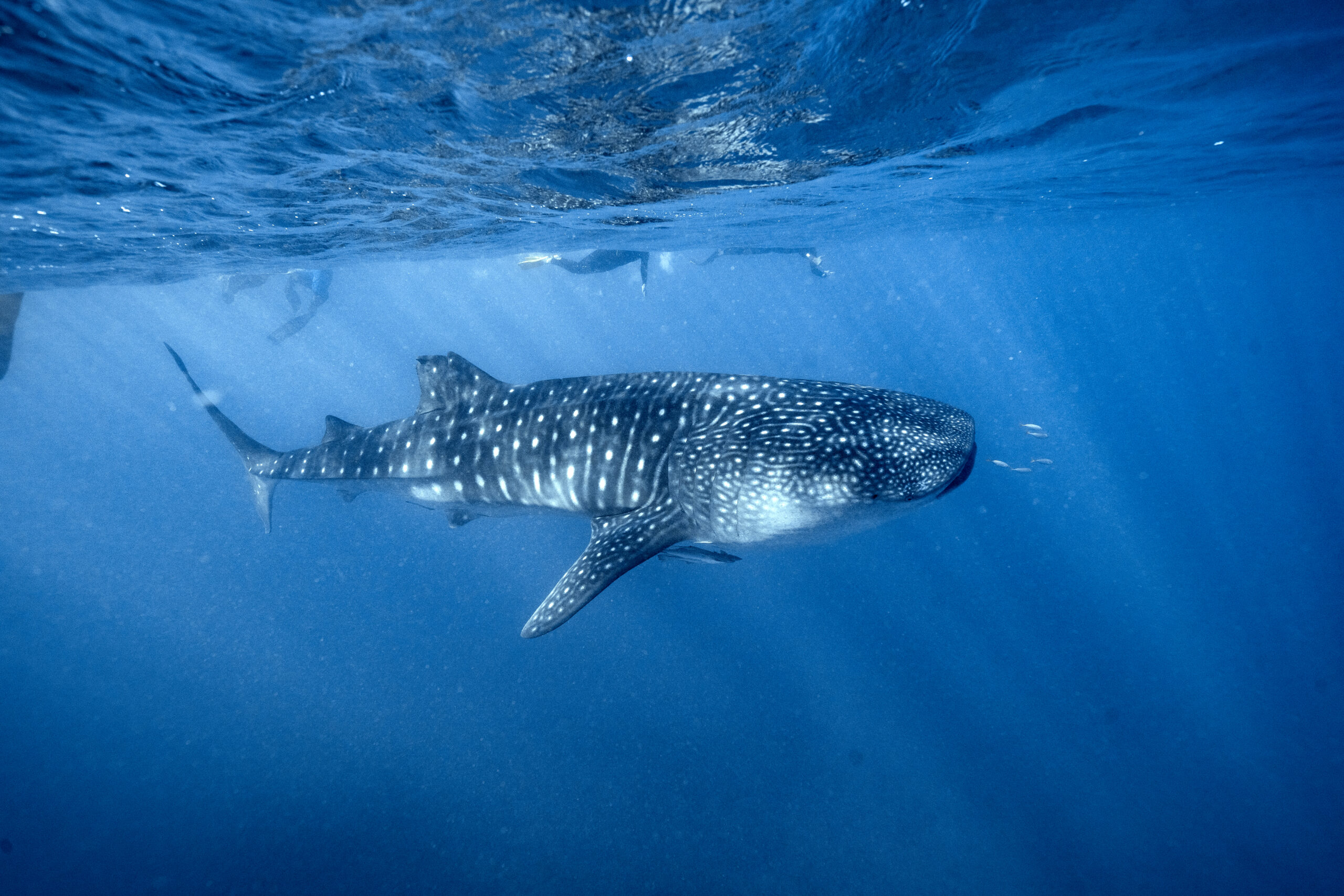 Image for article: Cruising with whale sharks