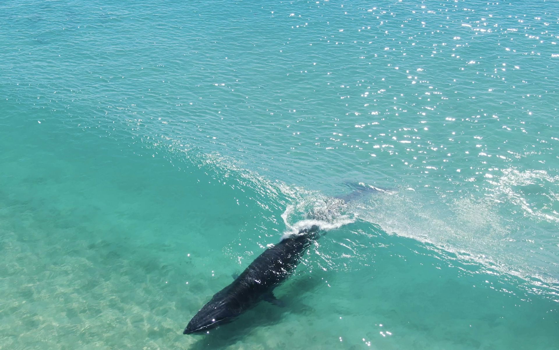 Image for article: Footage reveals ‘surfing’ whales in Australian waters