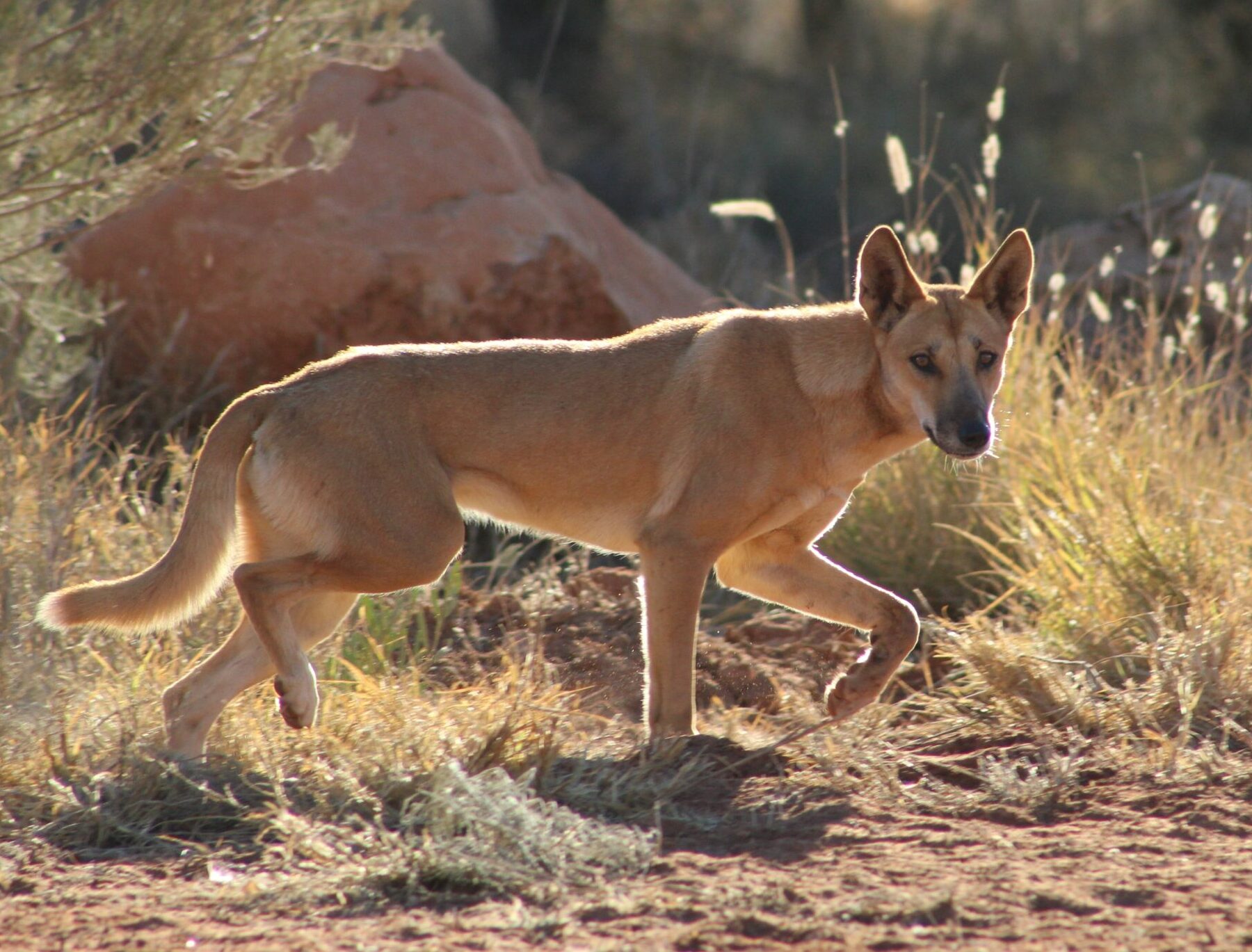 Image for article: Dingo descendants unveiled