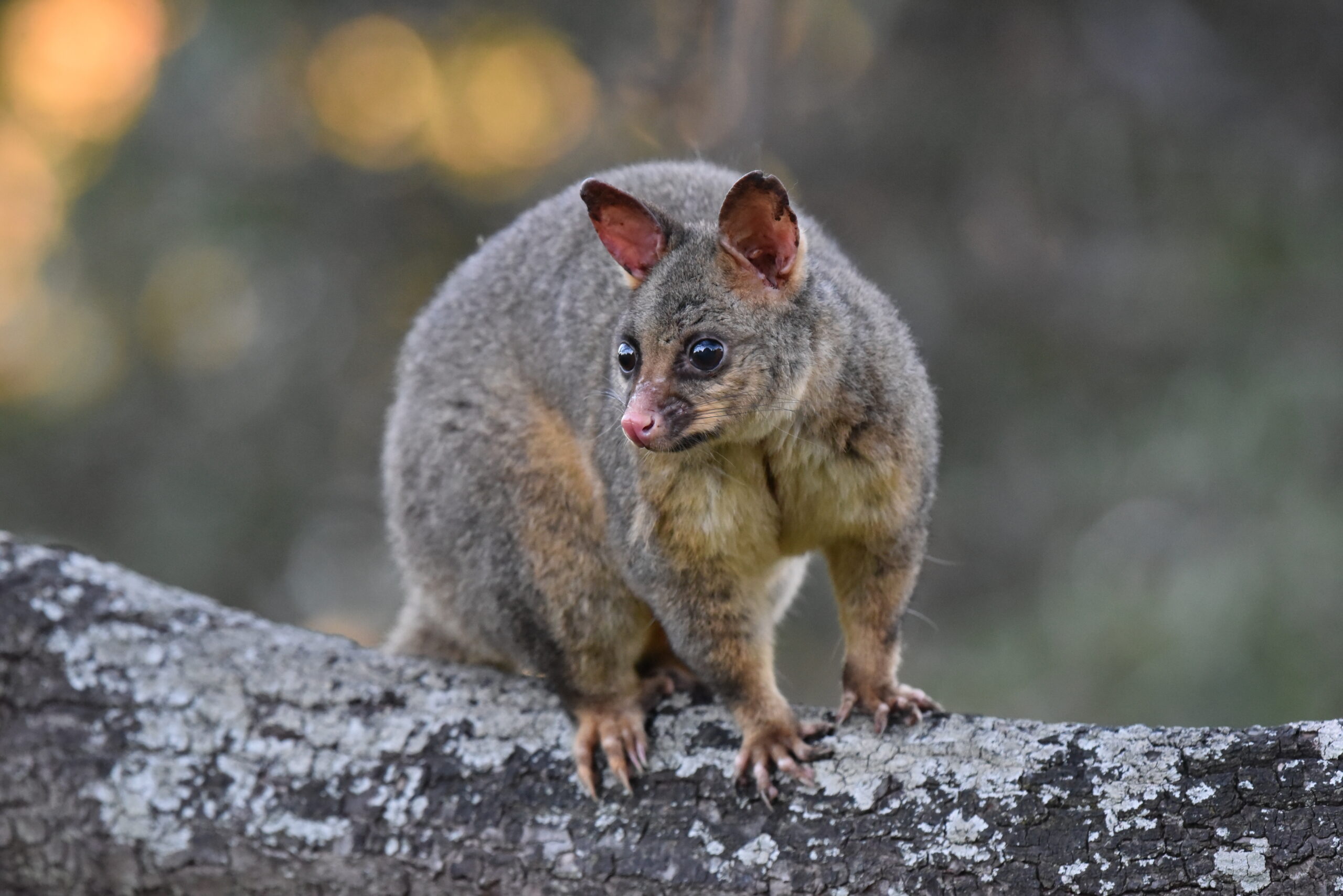 ‘Vegetarian’ possums eat meat when the weather’s cold