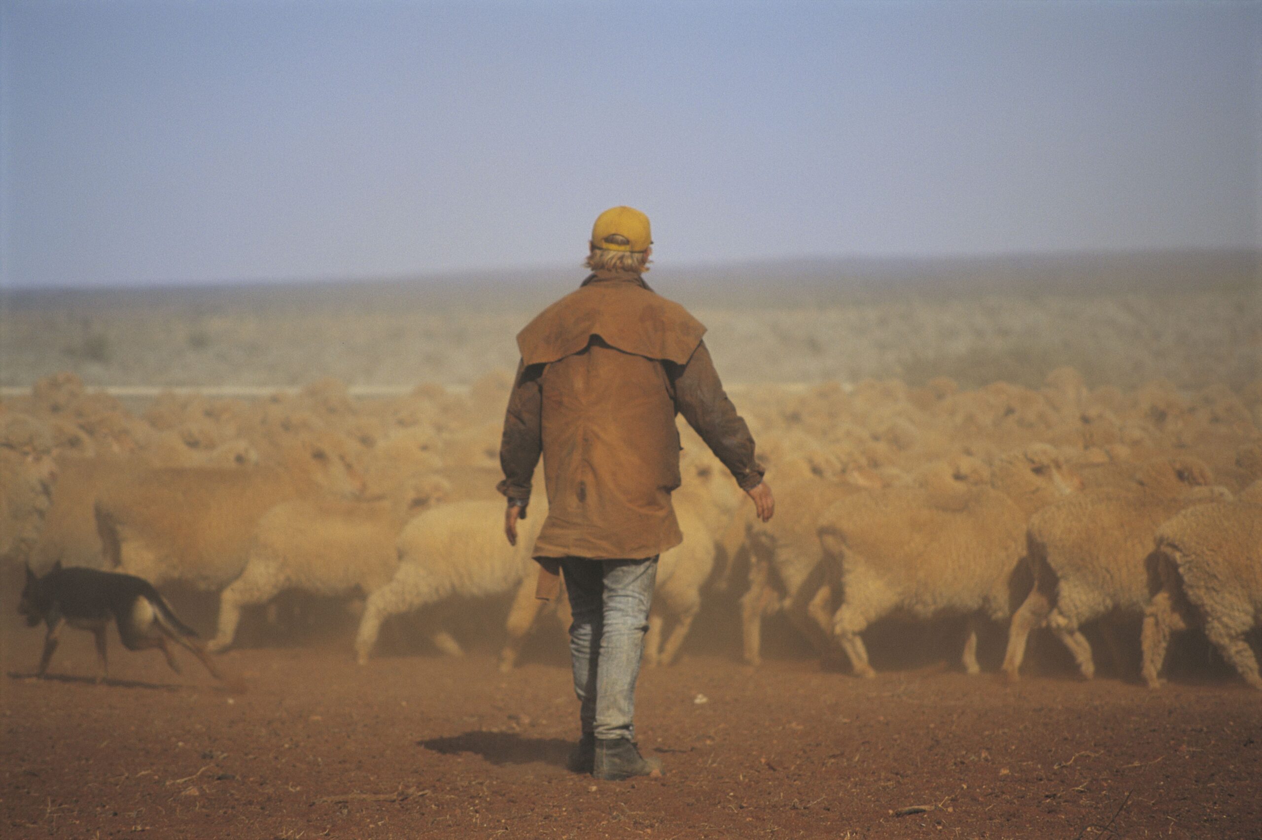 Image for article: Defining Moments in Australian History: Australia’s merino wool industry begins