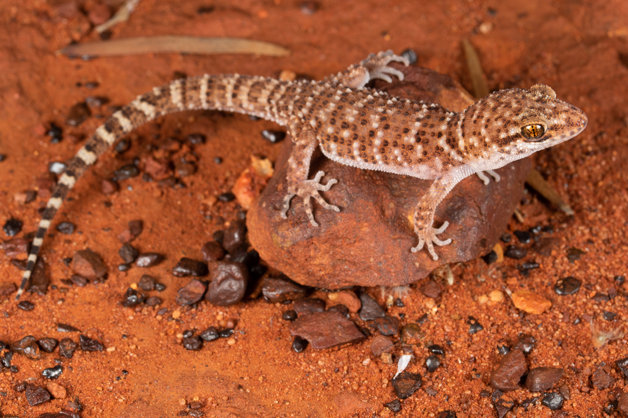 Outback lady lizards have given up on sex in favour of cloning themselves