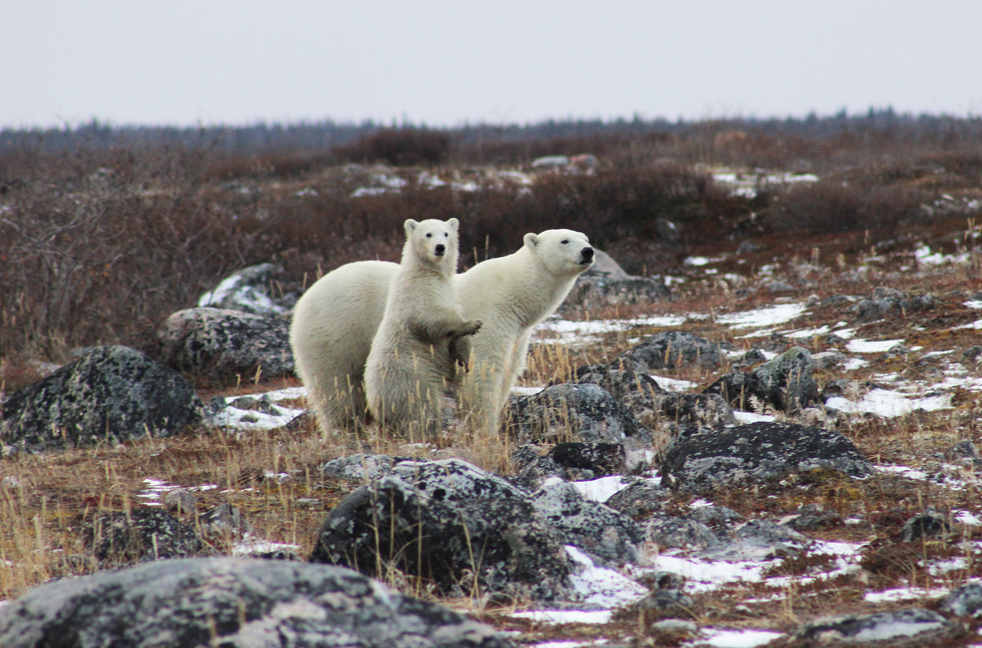 Image for article: Go wild in Manitoba and the Yukon