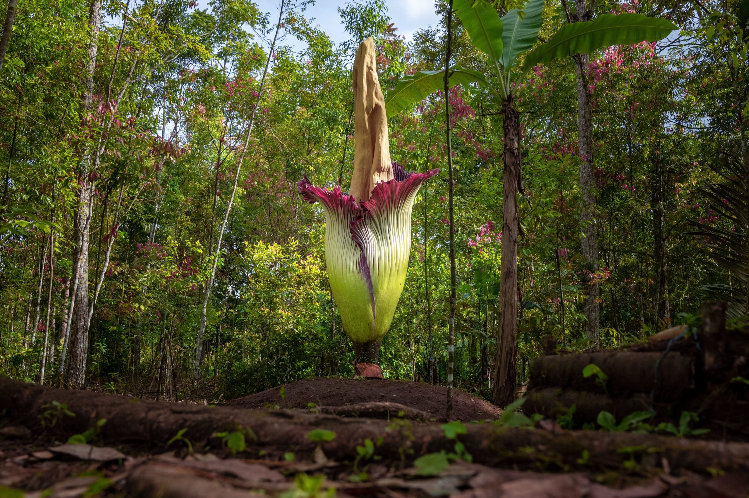 Image for article: Corpse flowers and flesh flies: why so many plants and fungi smell like death