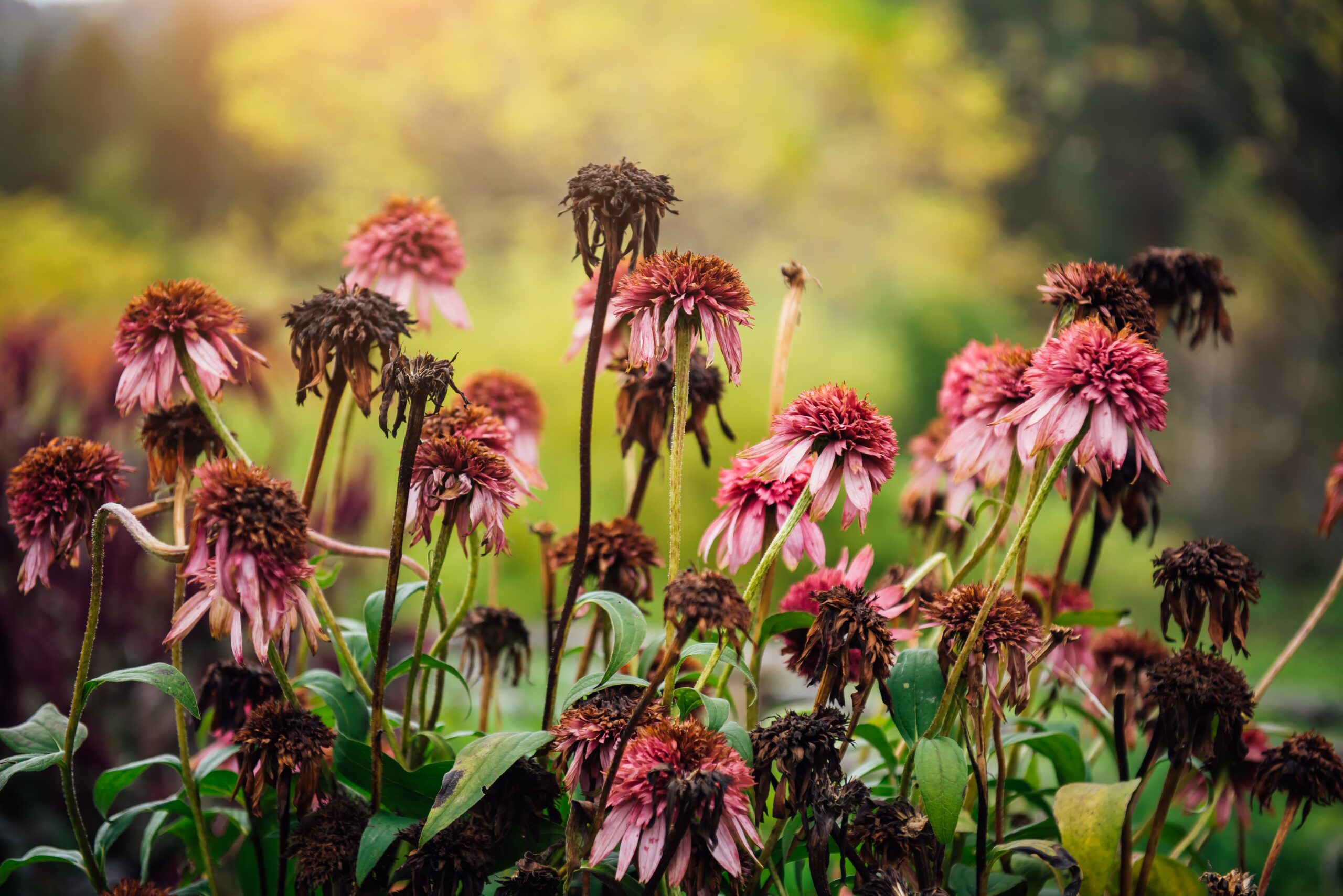 Image for article: The surprising reason flowers wilt