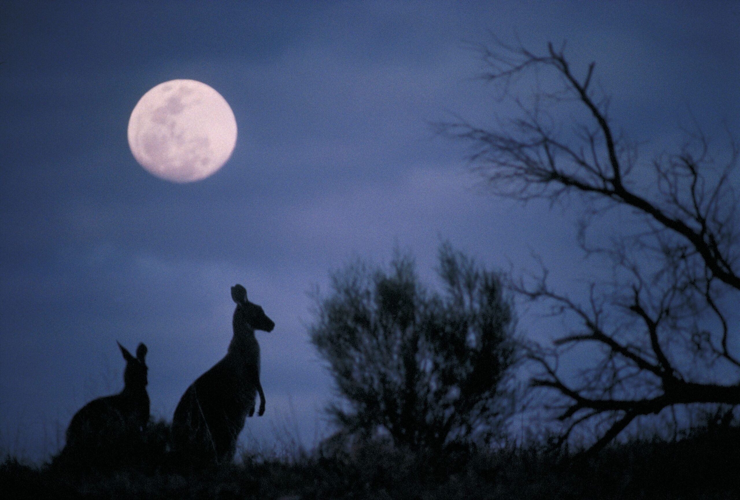 Image for article: Moonstruck: how lunar light influences animal behaviour