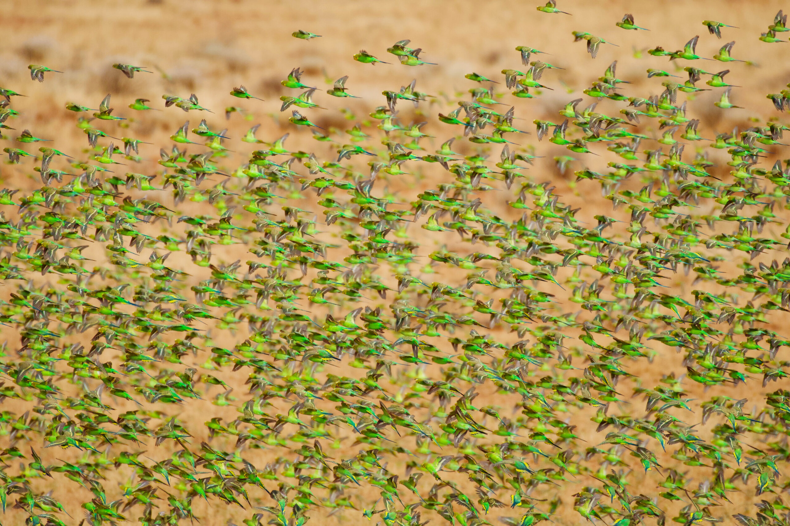 Image for article: The day the Nullarbor awoke