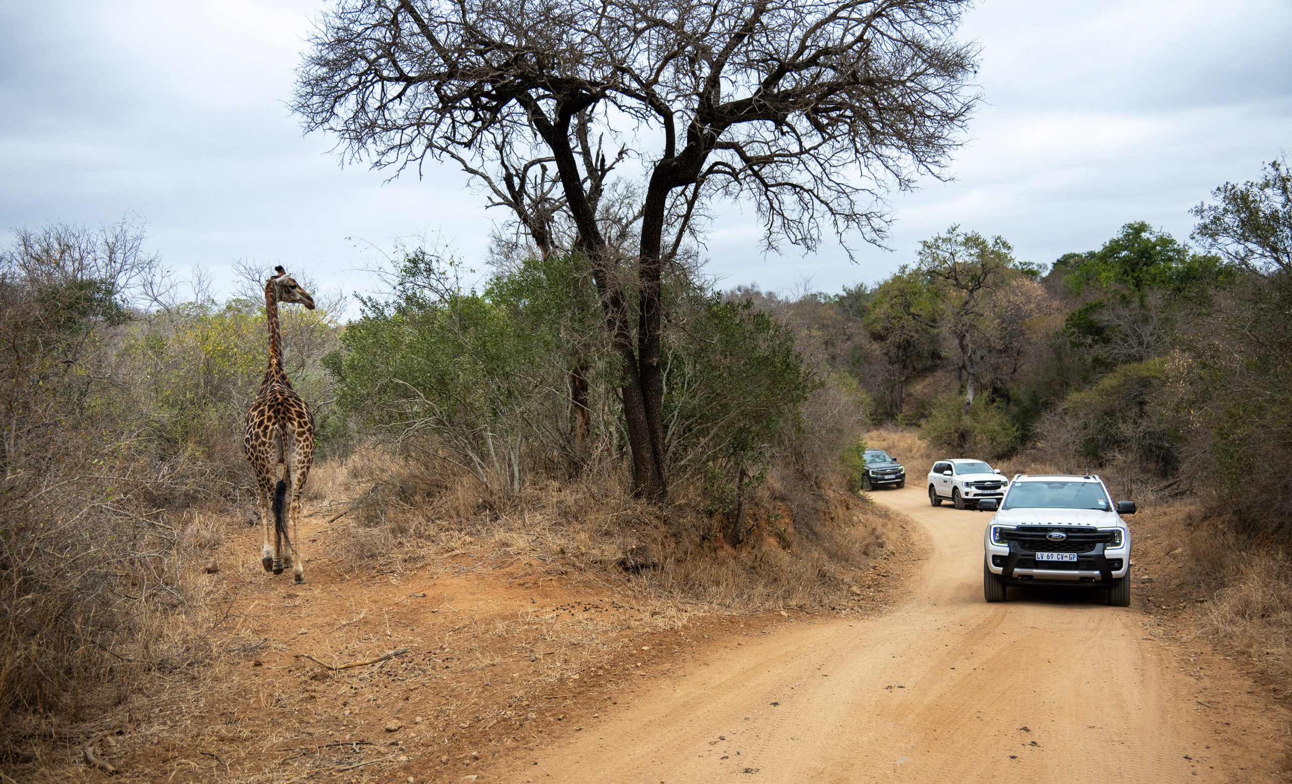 Into the wild heart: The safari life in South Africa