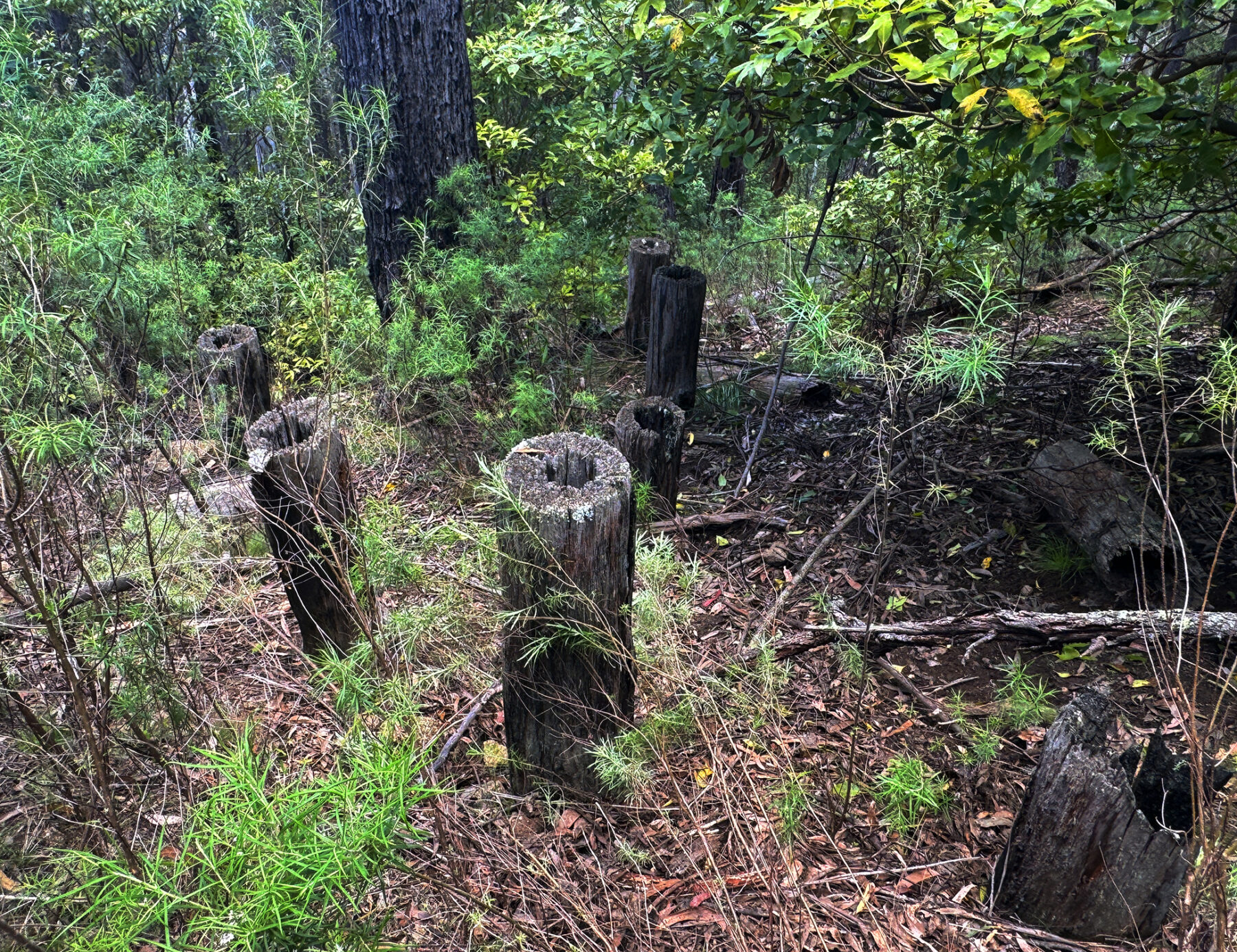 ‘Bombala’s World War II tank traps are no myth’