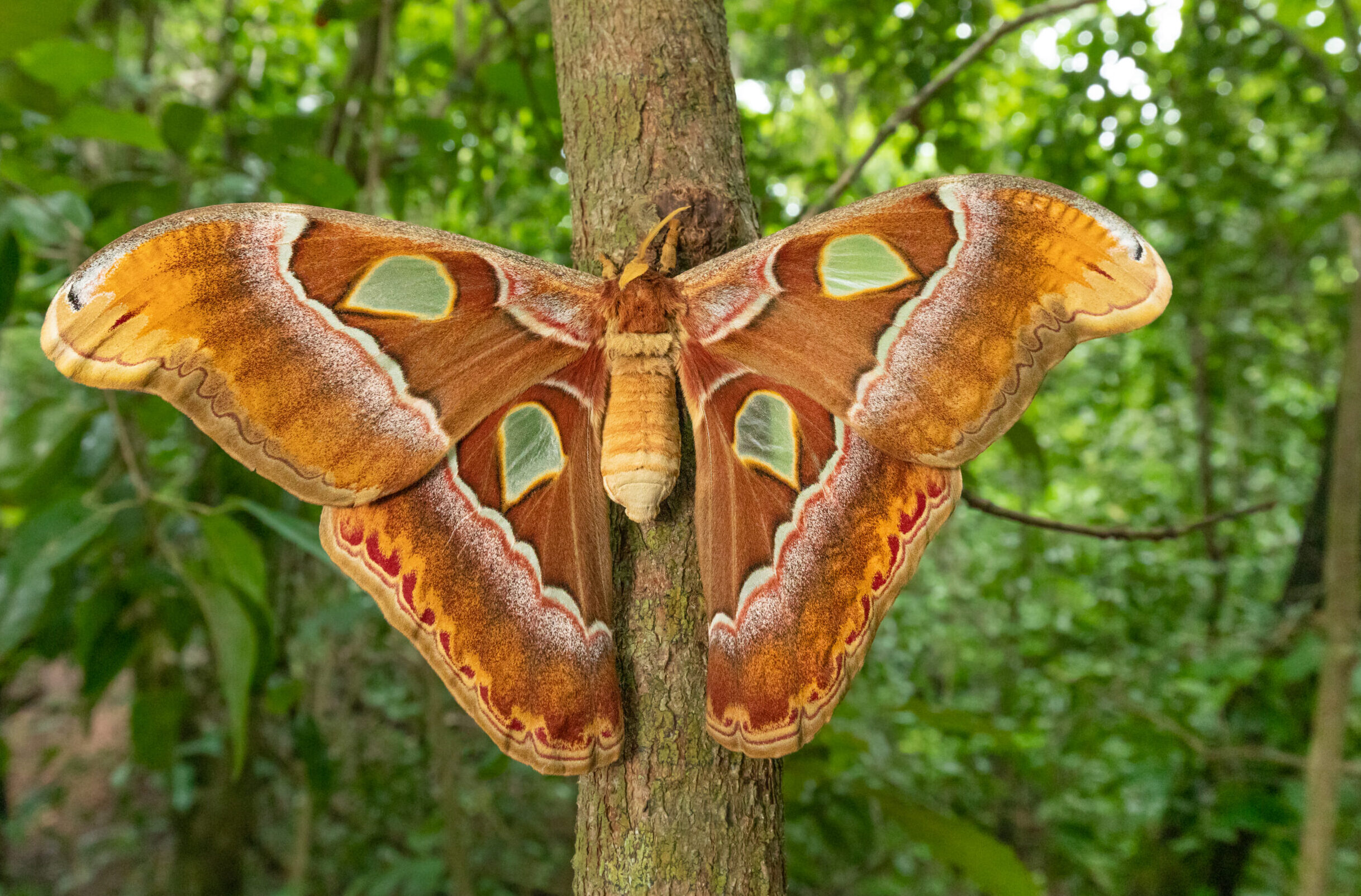 Image for article: Bringing the Top End’s massive moth back to the burbs 