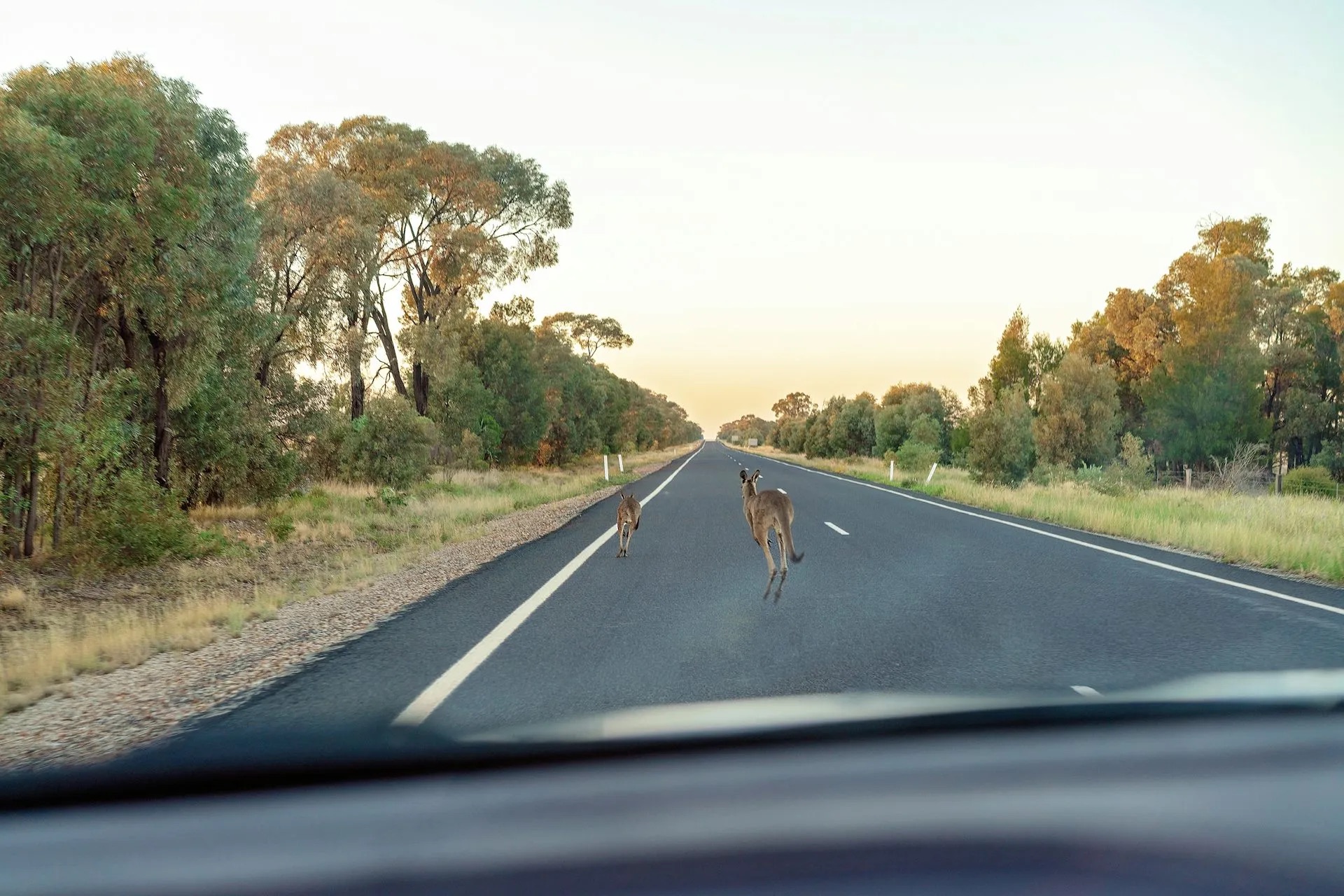 Image for article: 10 million animals die on our roads each year. Here’s what works (and what doesn’t) to cut the toll