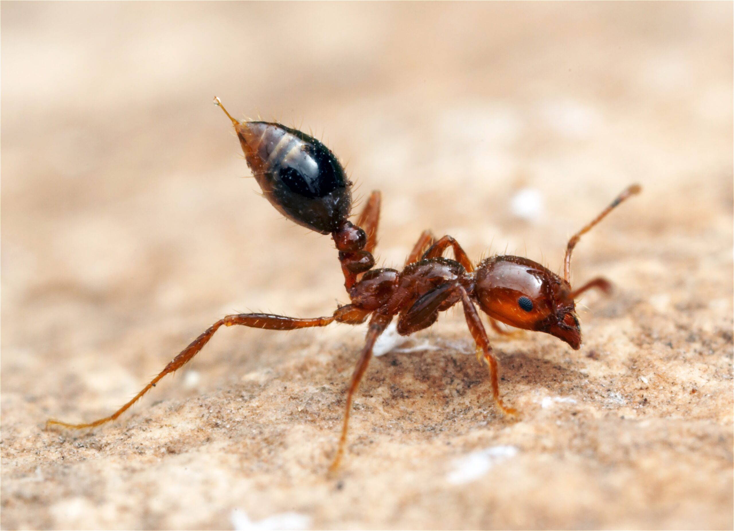 Formidable fire ants