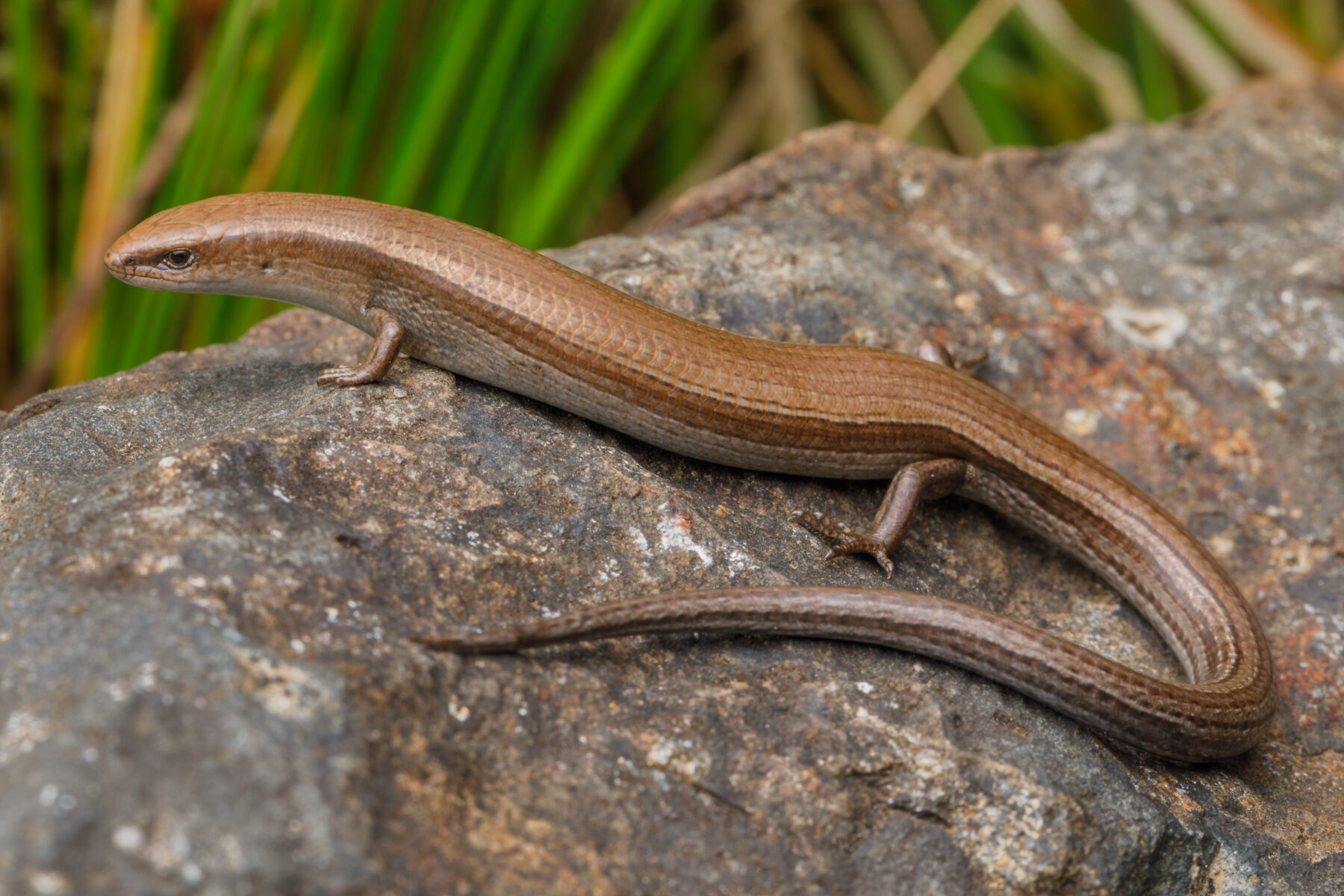 The Desperate Search For A Little Skink On The Brink Of Extinction ...