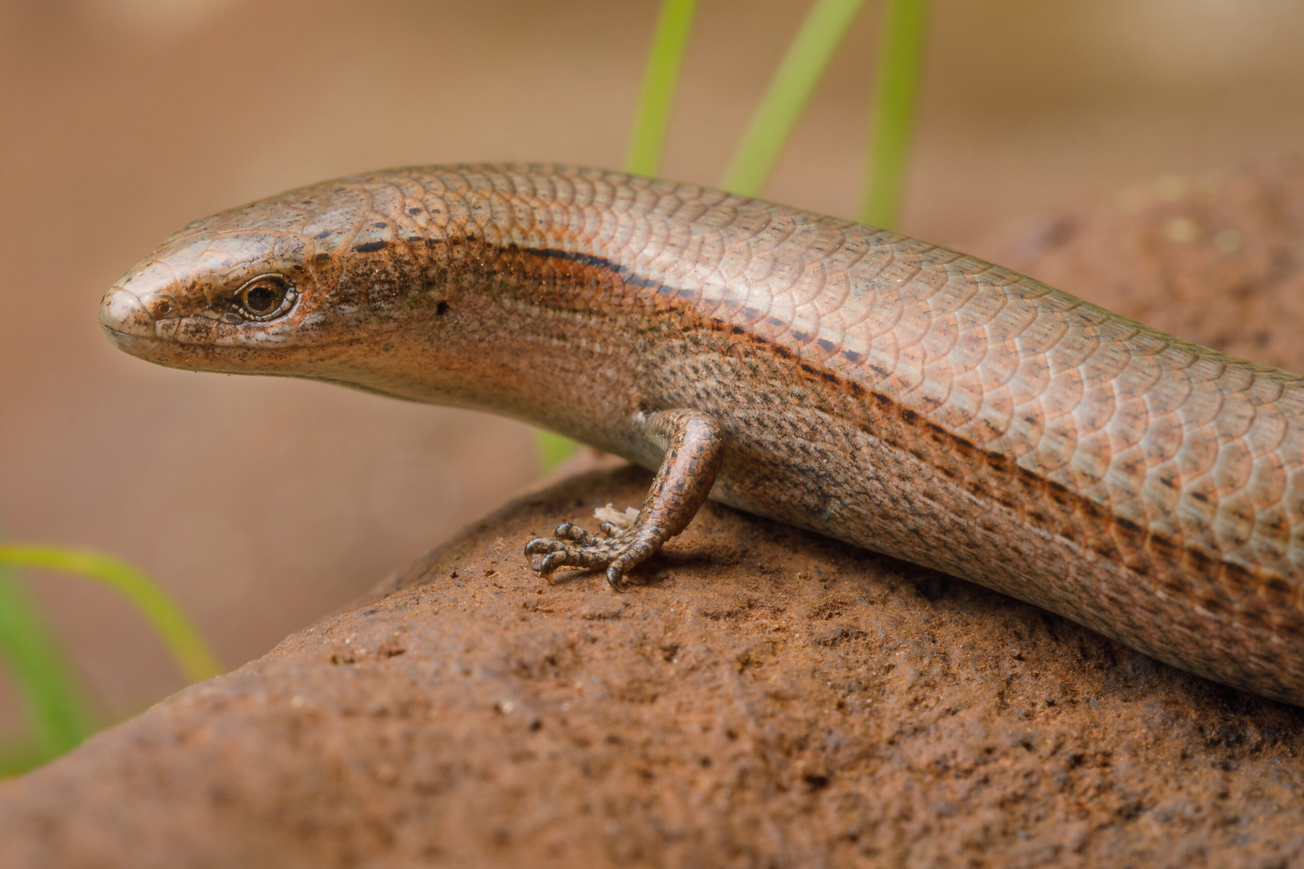 Skink on the brink