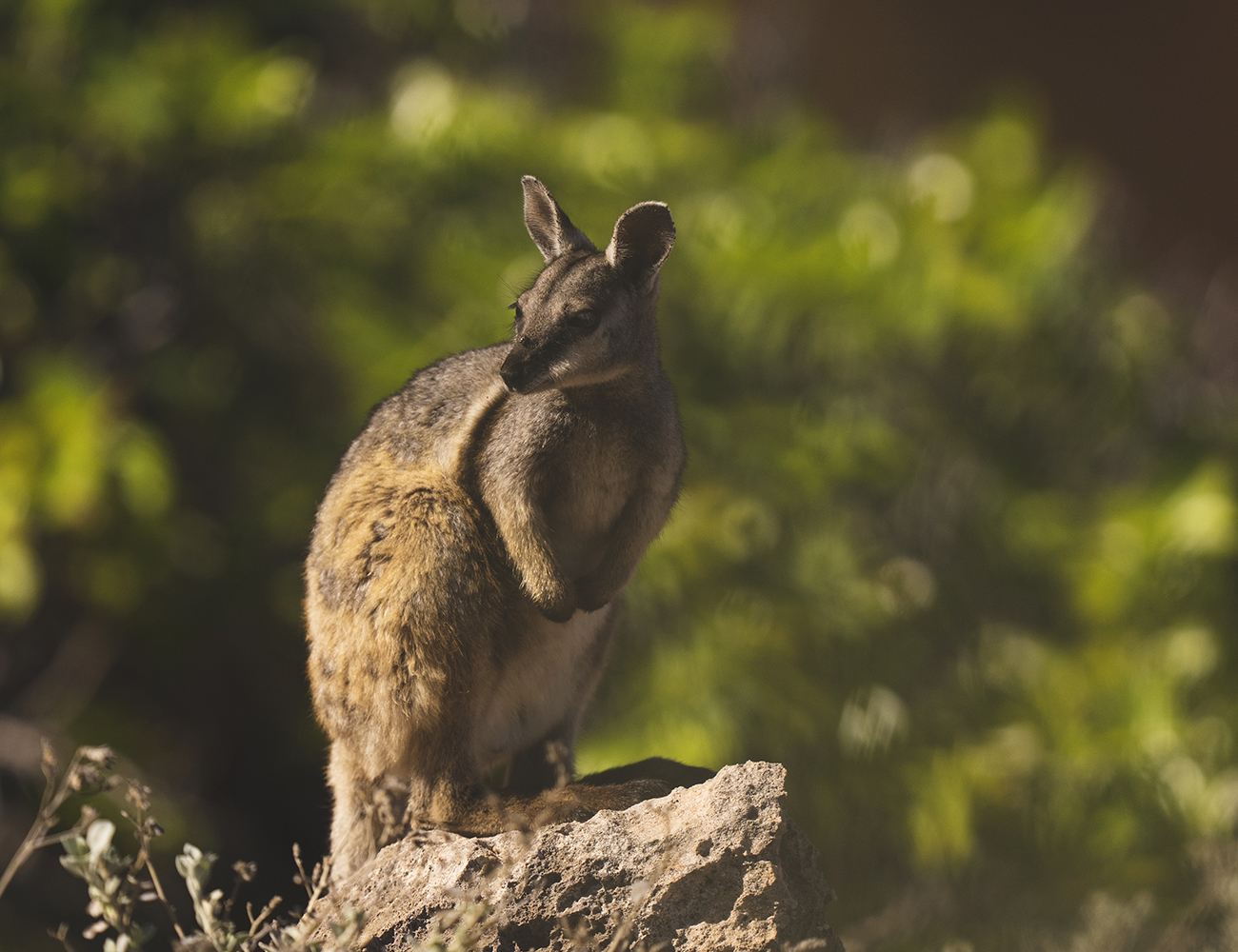 Image for article: Cost to save all threatened species in Australia calculated for first time