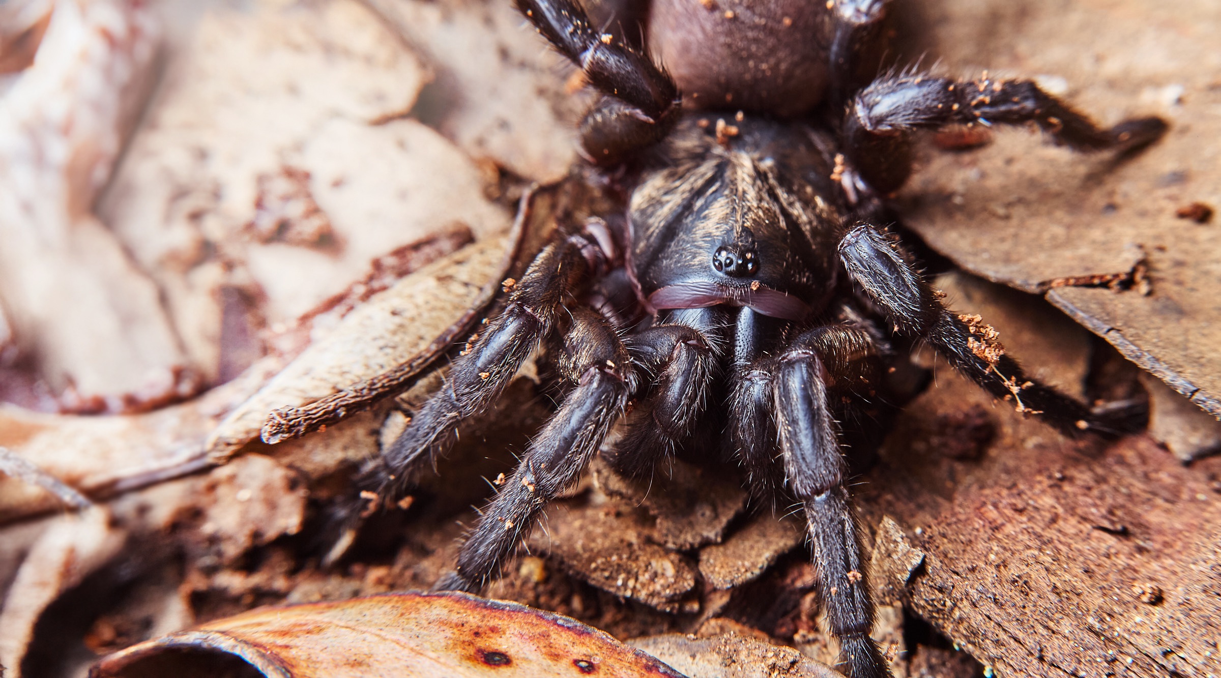 Image for article: Rescuing the matriarch trapdoor spiders of Porongurup