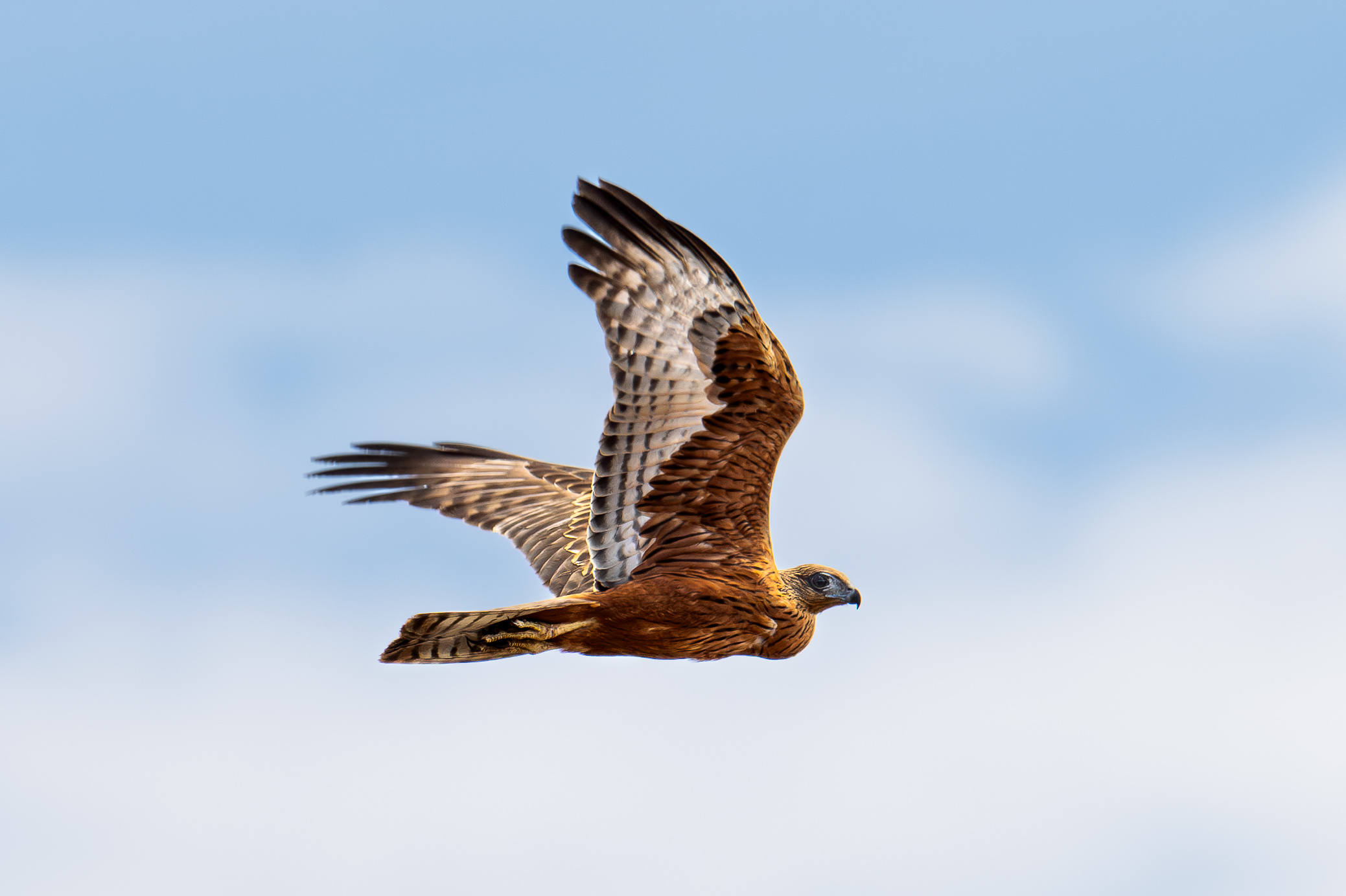 Image for article: Return of the red goshawk