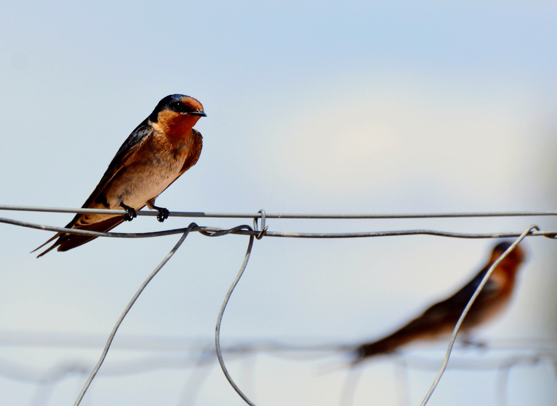 Image for article: The day a Mungo swallows ‘slapped me in the face’