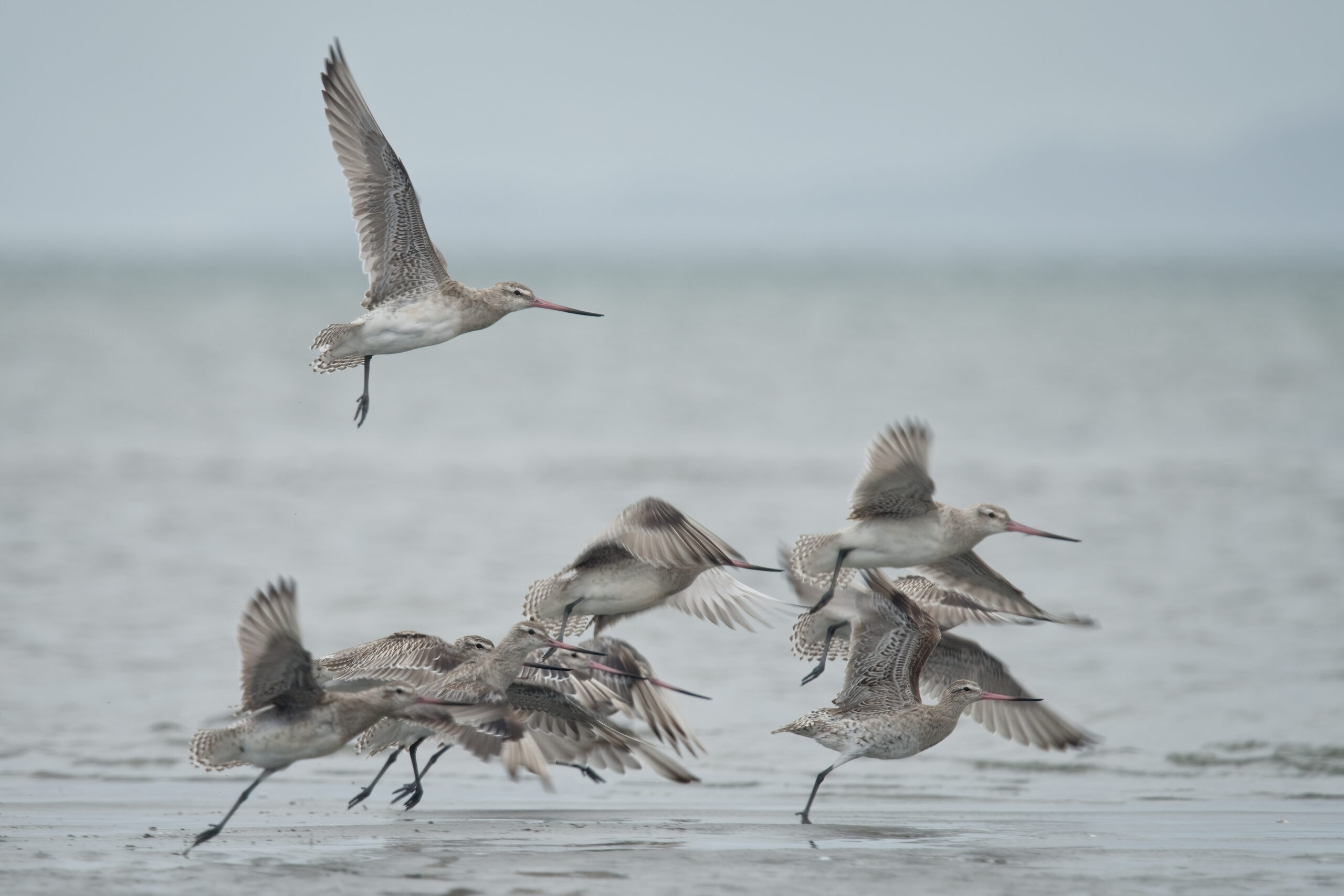 Image for article: Australia remains on high alert for killer bird flu despite enduring recent high-risk migration season 