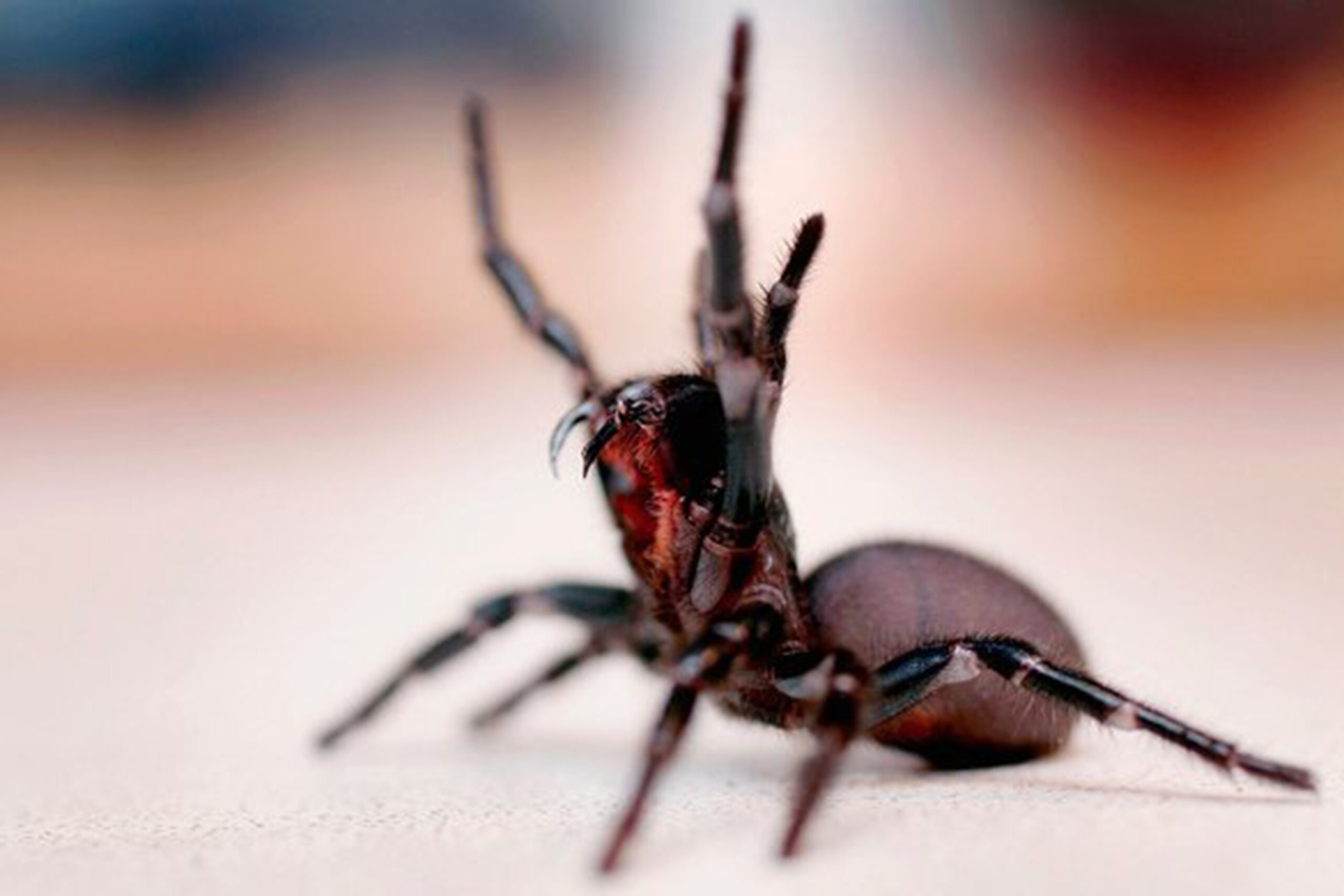 Image for article: Sydney funnel-web spider found to be three different species