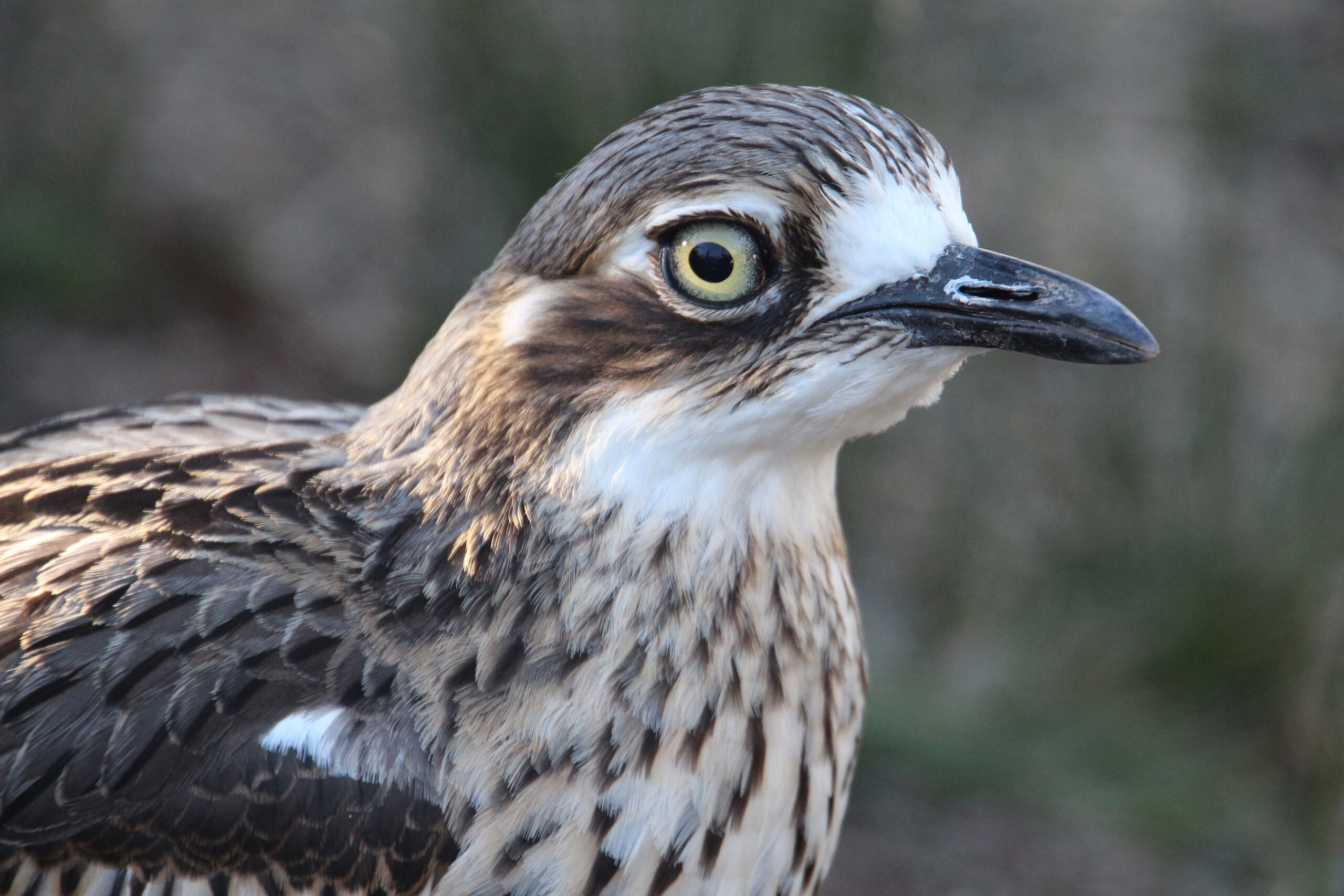 A bush stone-curlew