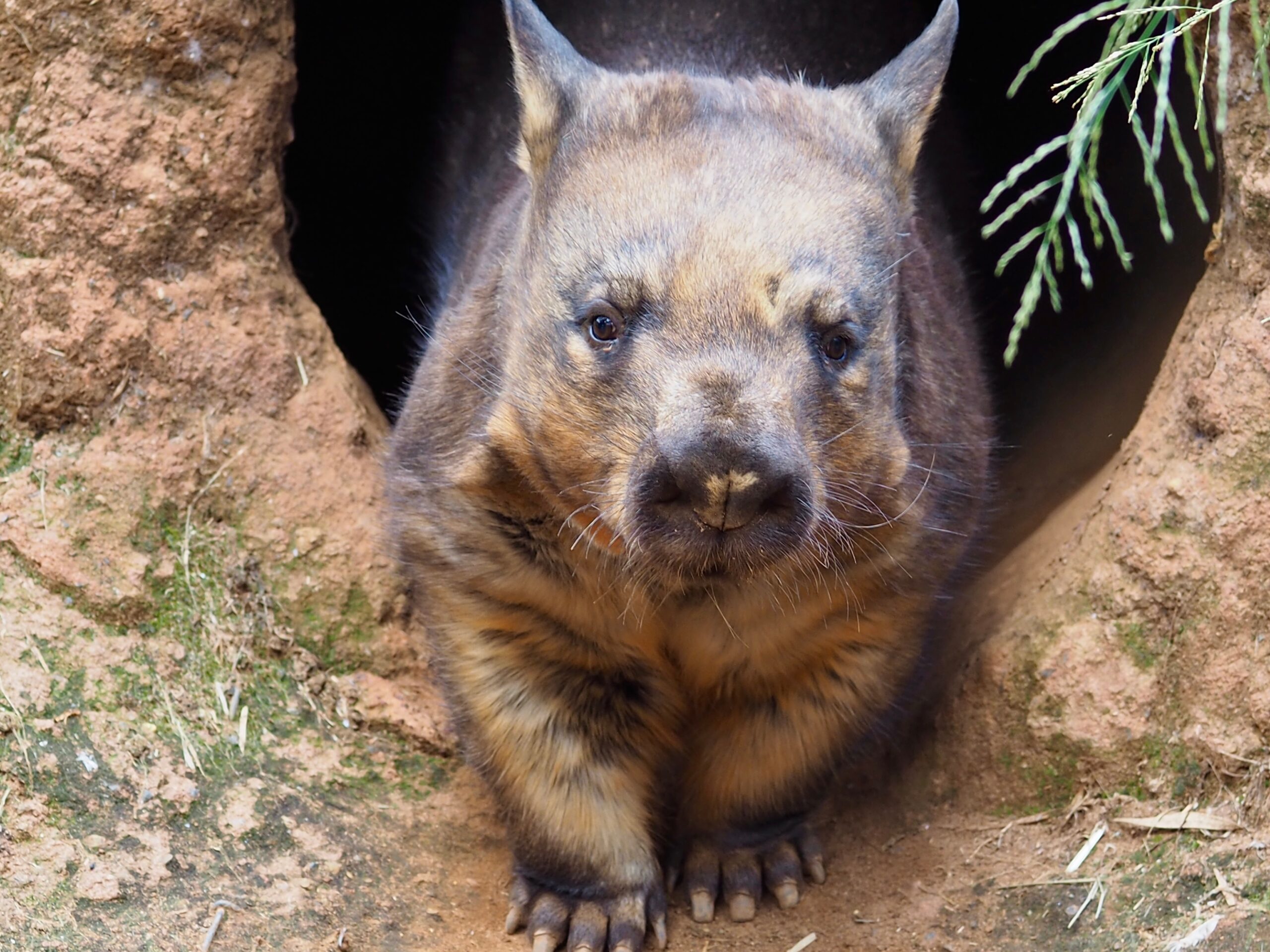 Image for article: Scientists are watching wombat burrows from space